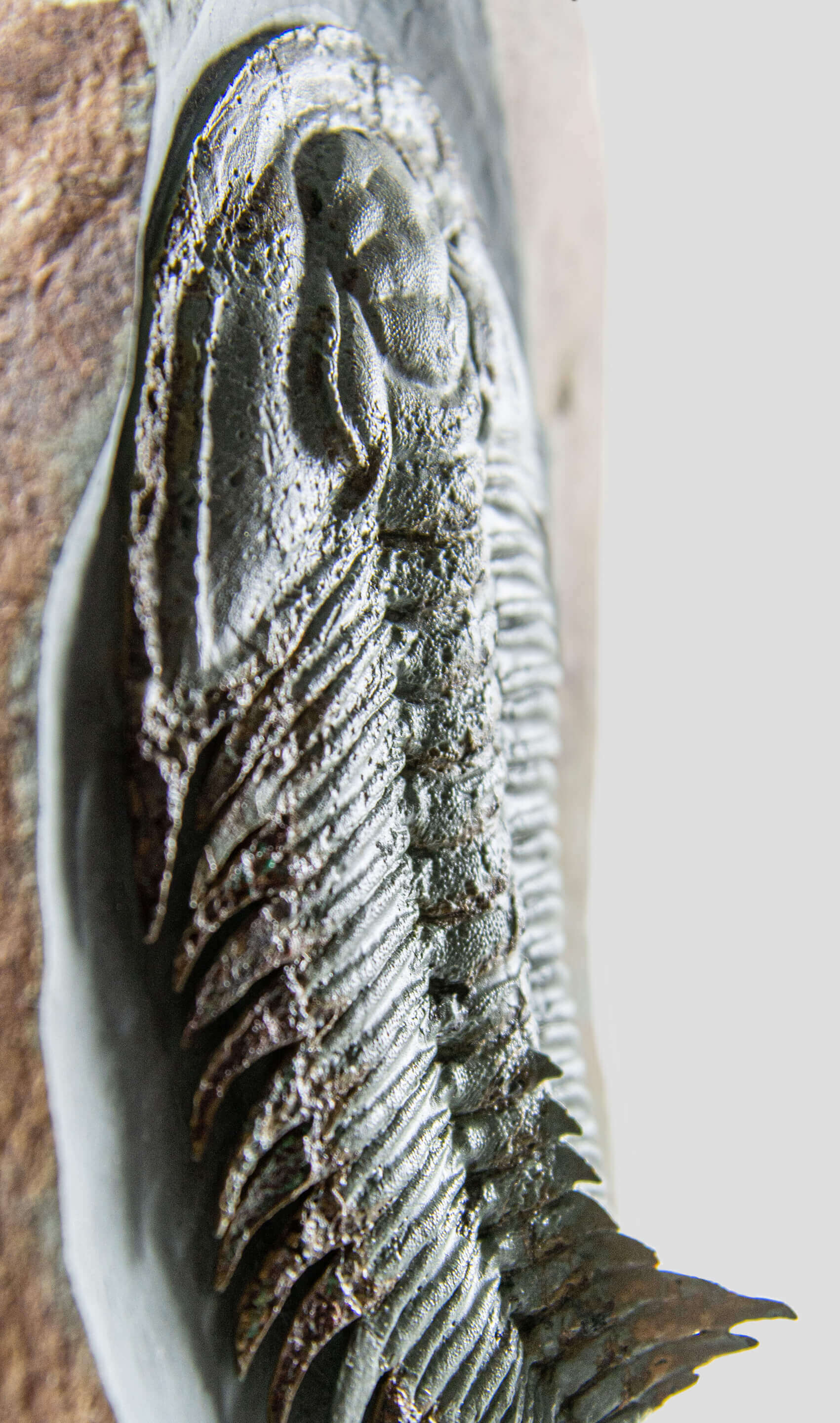 Longianda Termieri Fossil Trilobite 273mm on bronze stand