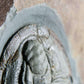 Longianda Termieri Fossil Trilobite 273mm on bronze stand