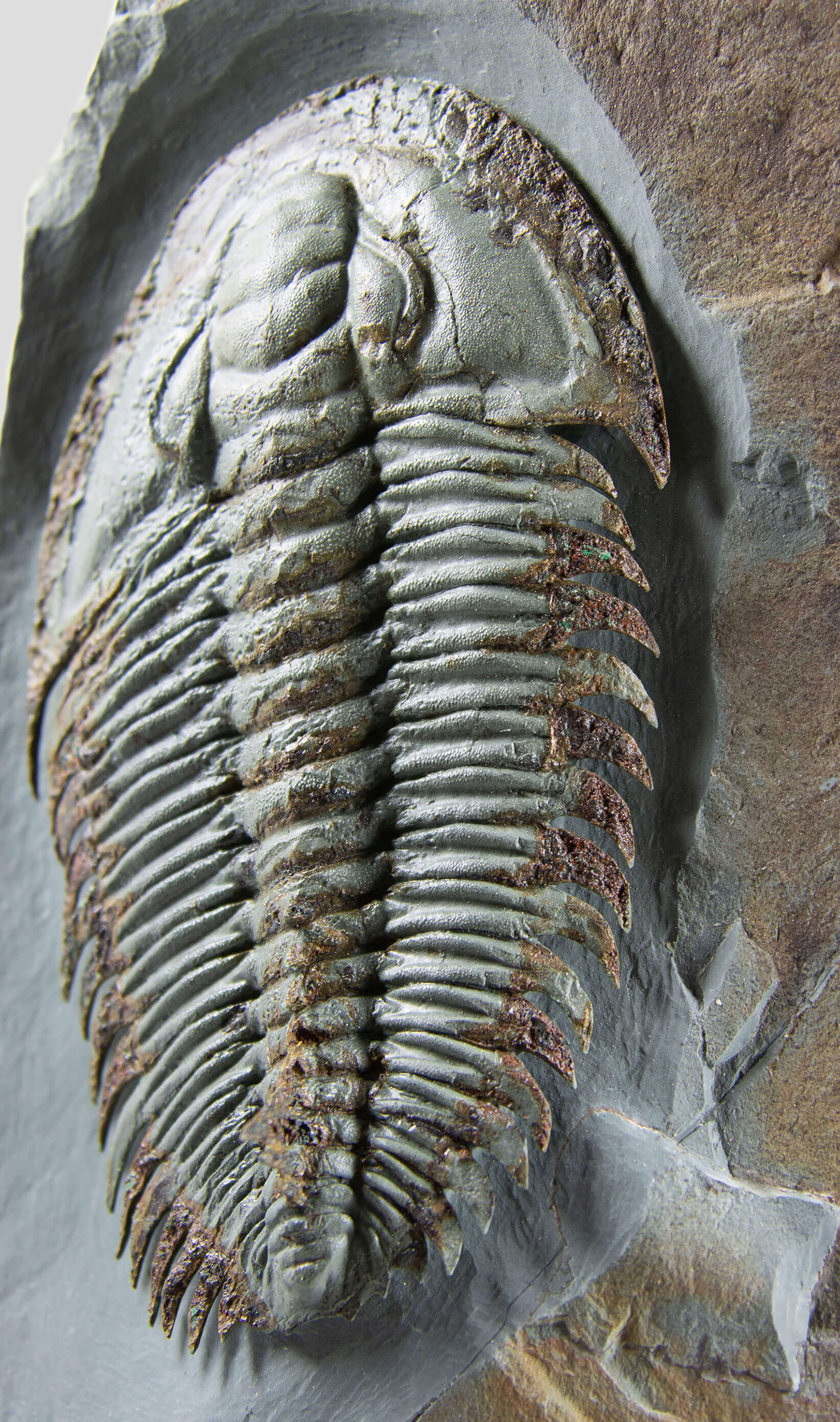 Longianda Termieri Fossil Trilobite 273mm on bronze stand