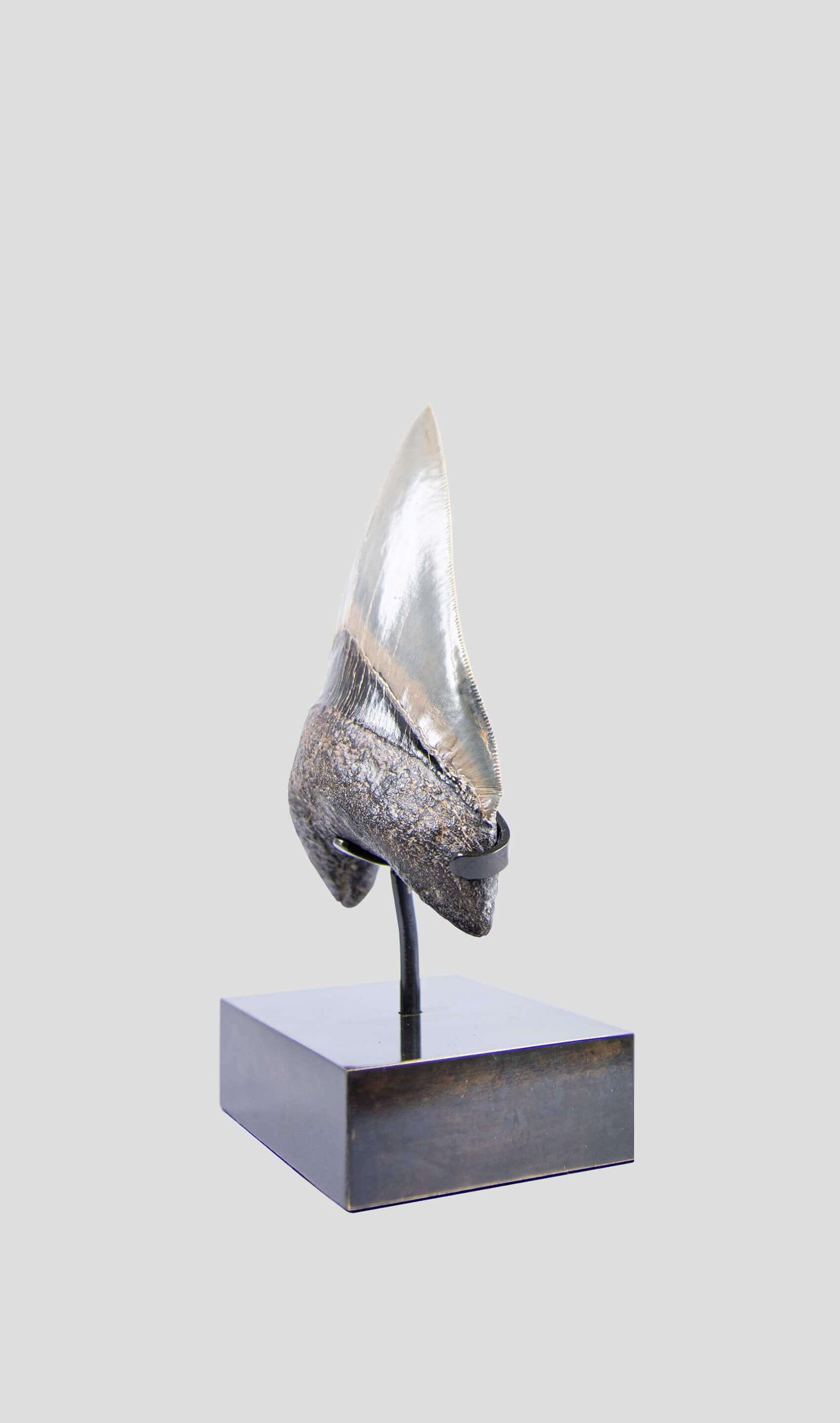 A grade Megalodon tooth displaying wonderful serrations on a bronze stand and free international shipping