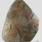 Paradoxides Trilobite Plate 1.2M [Double Sided]