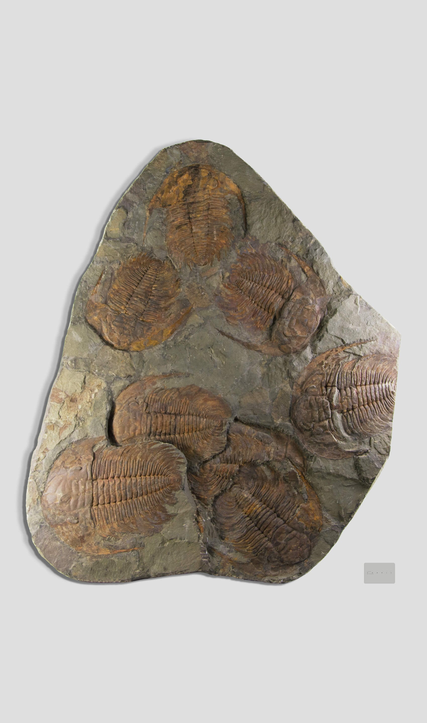 Paradoxides Trilobite Plate 1.2M [Double Sided]