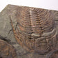 Paradoxides Trilobite Plate 1.2M [Double Sided]