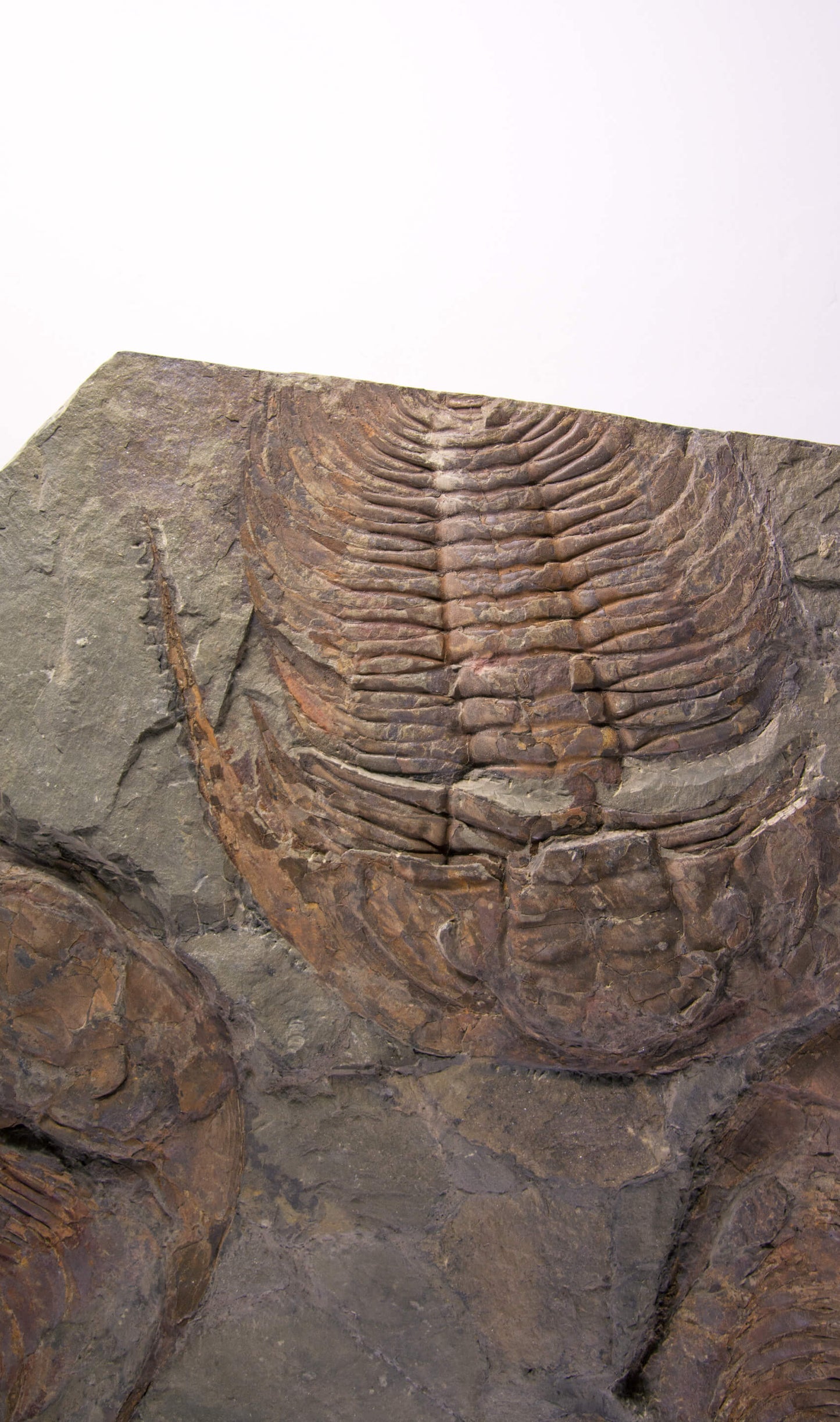 Paradoxides Trilobite Plate 1.2M [Double Sided]