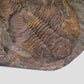 Paradoxides Trilobite Plate 1.2M [Double Sided]