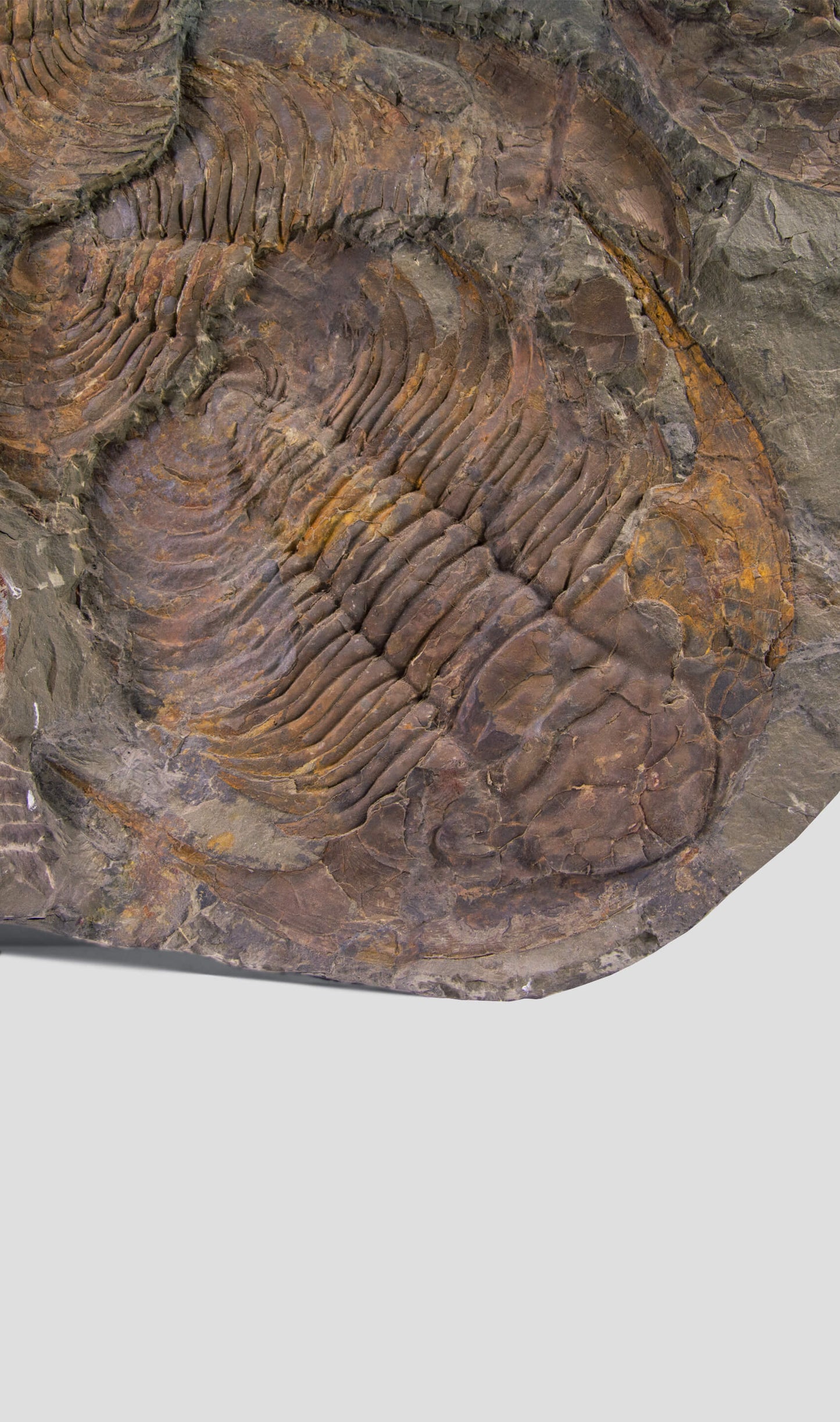 Paradoxides Trilobite Plate 1.2M [Double Sided]