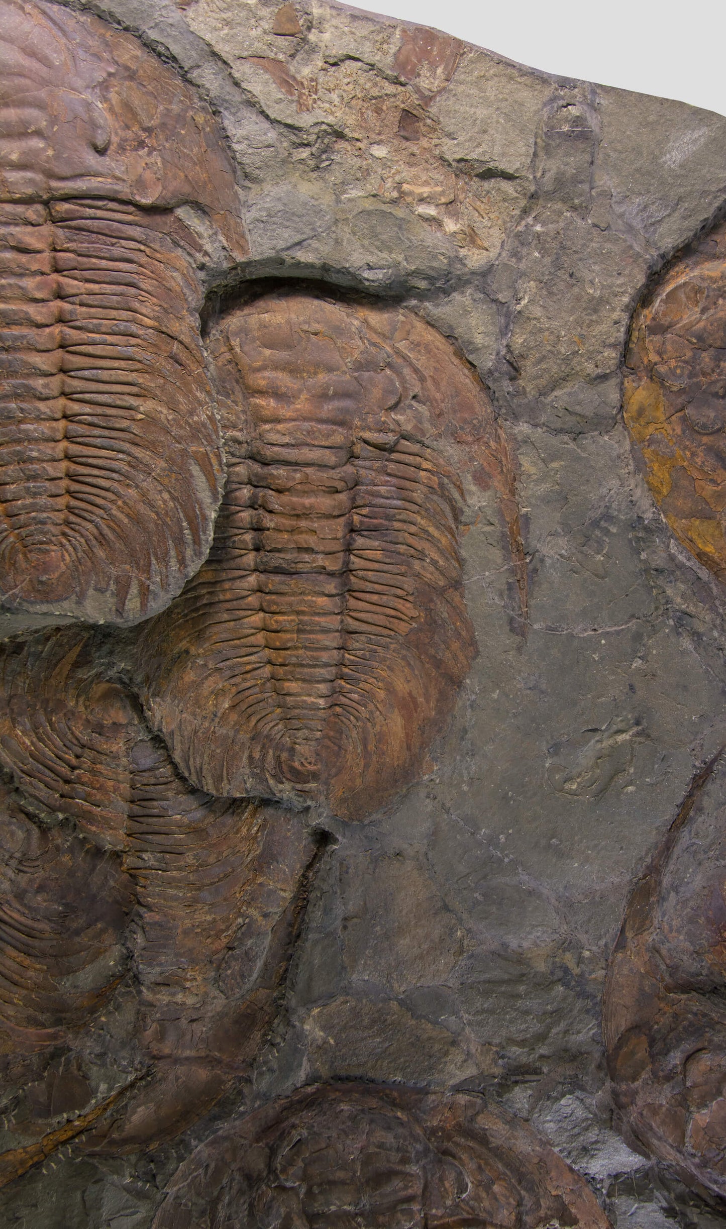 Paradoxides Trilobite Plate 1.2M [Double Sided]