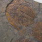 Paradoxides Trilobite Plate 1.2M [Double Sided]