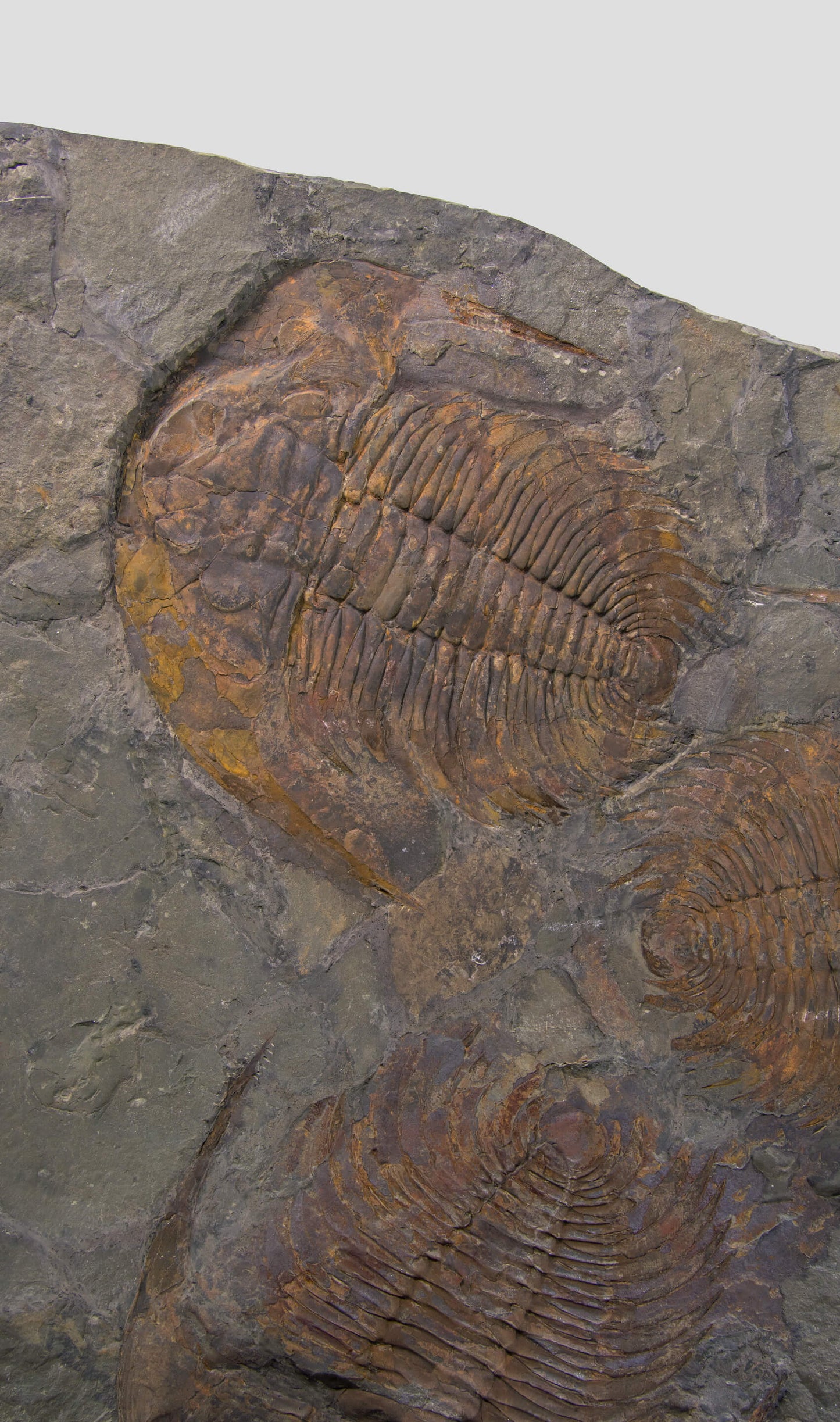 Paradoxides Trilobite Plate 1.2M [Double Sided]