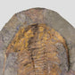 Paradoxides Trilobite Plate 1.2M [Double Sided]