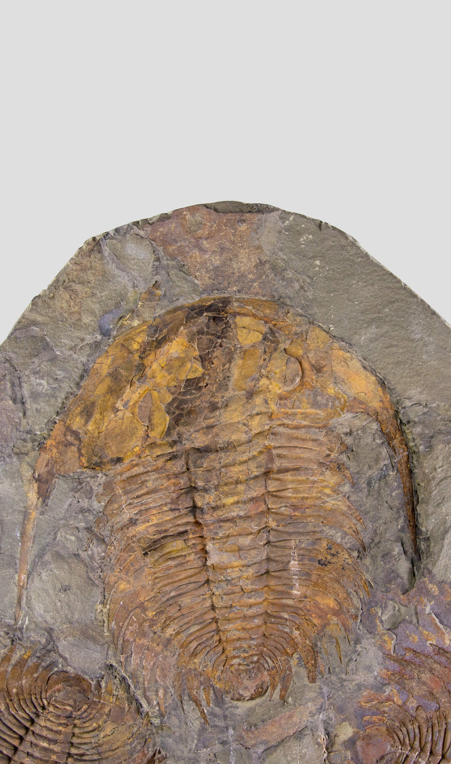 Paradoxides Trilobite Plate 1.2M [Double Sided]