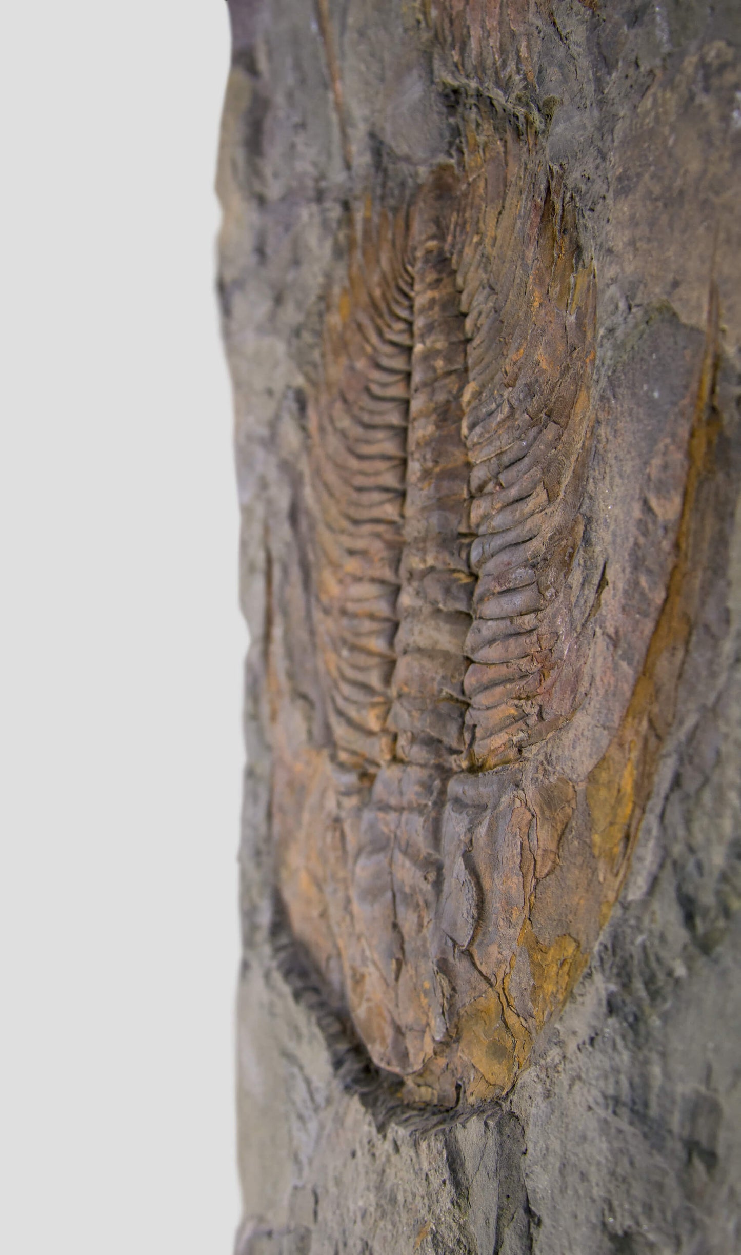 Paradoxides Trilobite Plate 1.2M [Double Sided]