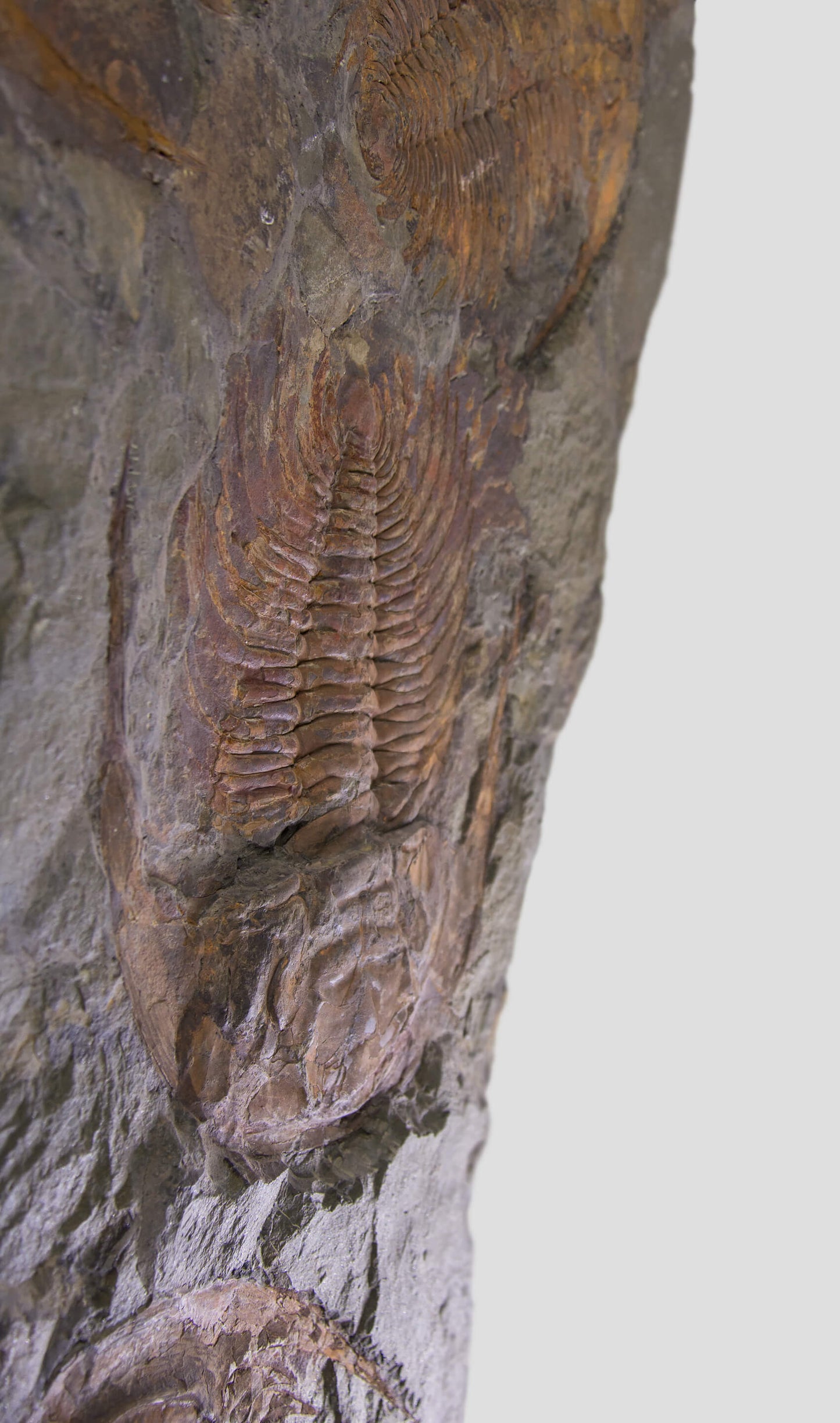 Paradoxides Trilobite Plate 1.2M [Double Sided]