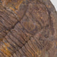 Paradoxides Trilobite Plate 1.2M [Double Sided]