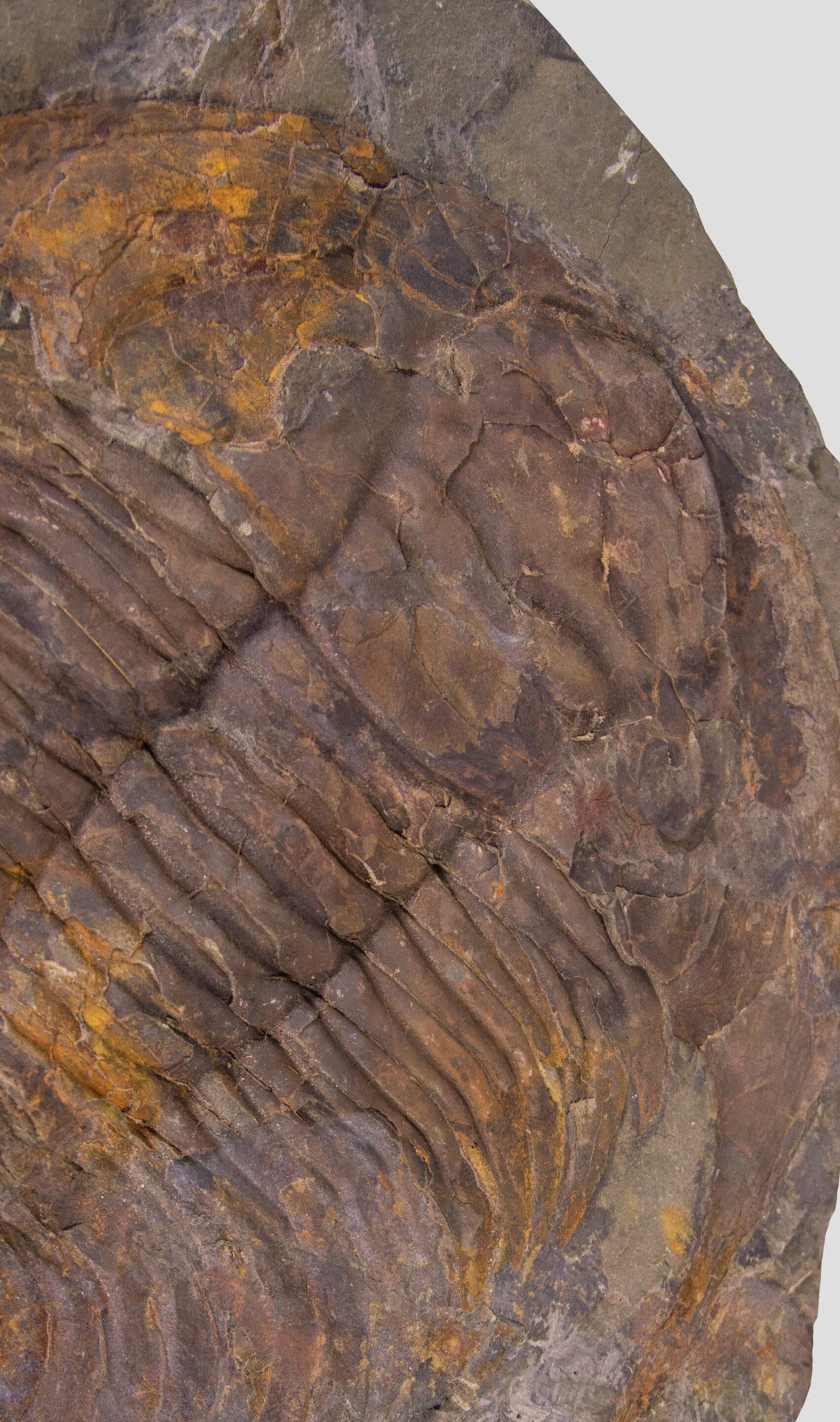 Paradoxides Trilobite Plate 1.2M [Double Sided]