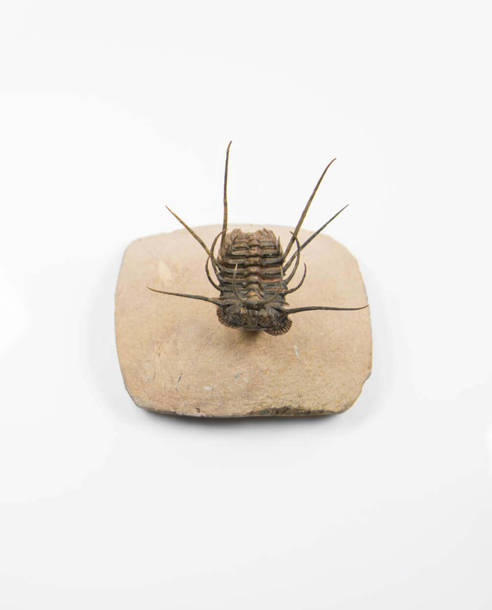 A wonderful example of the Ceratonurus spiny fossil trilobite for sale measuring 85mm at THE FOSSIL STORE