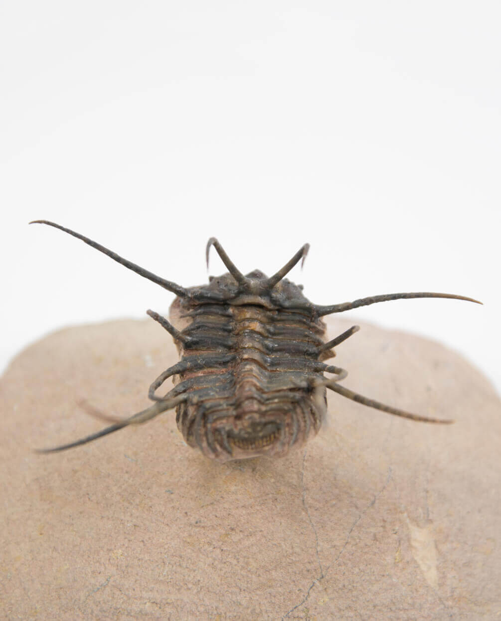 A wonderful example of the Ceratonurus spiny fossil trilobite for sale measuring 85mm at THE FOSSIL STORE