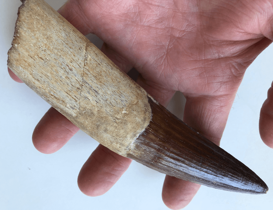 Spinosaurus tooth in hand at an angle at the fossil store