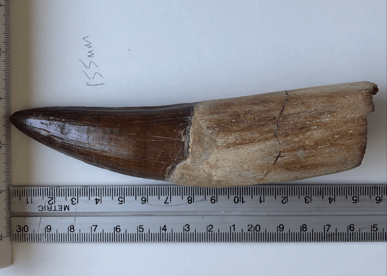 Spinosaurus tooth for sale next to a ruler measuring 15 cm