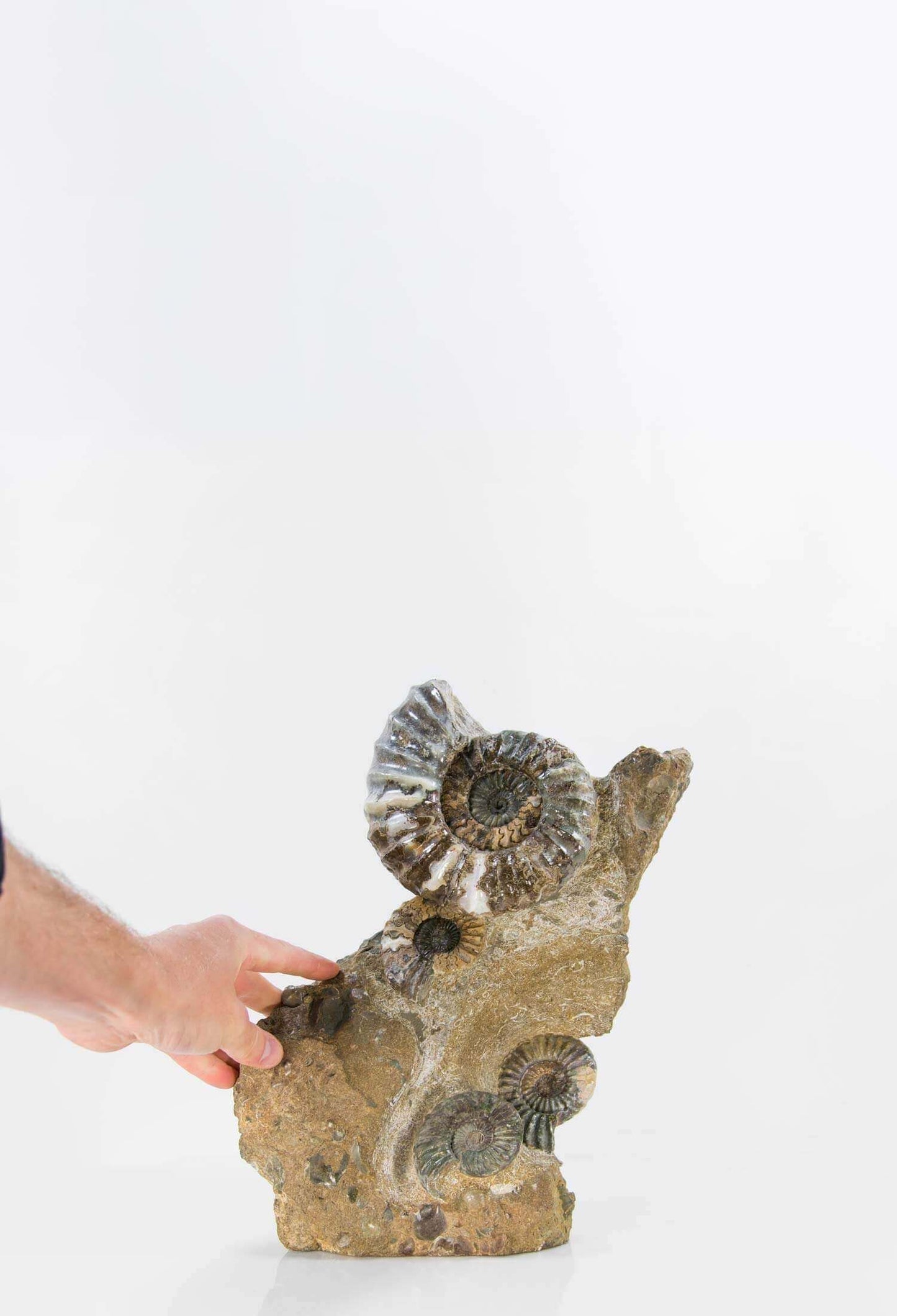 A beautiful British Aegasteroceras sagittarium fossil ammonite for sale in the original bedrock available at THE FOSSIL STORE