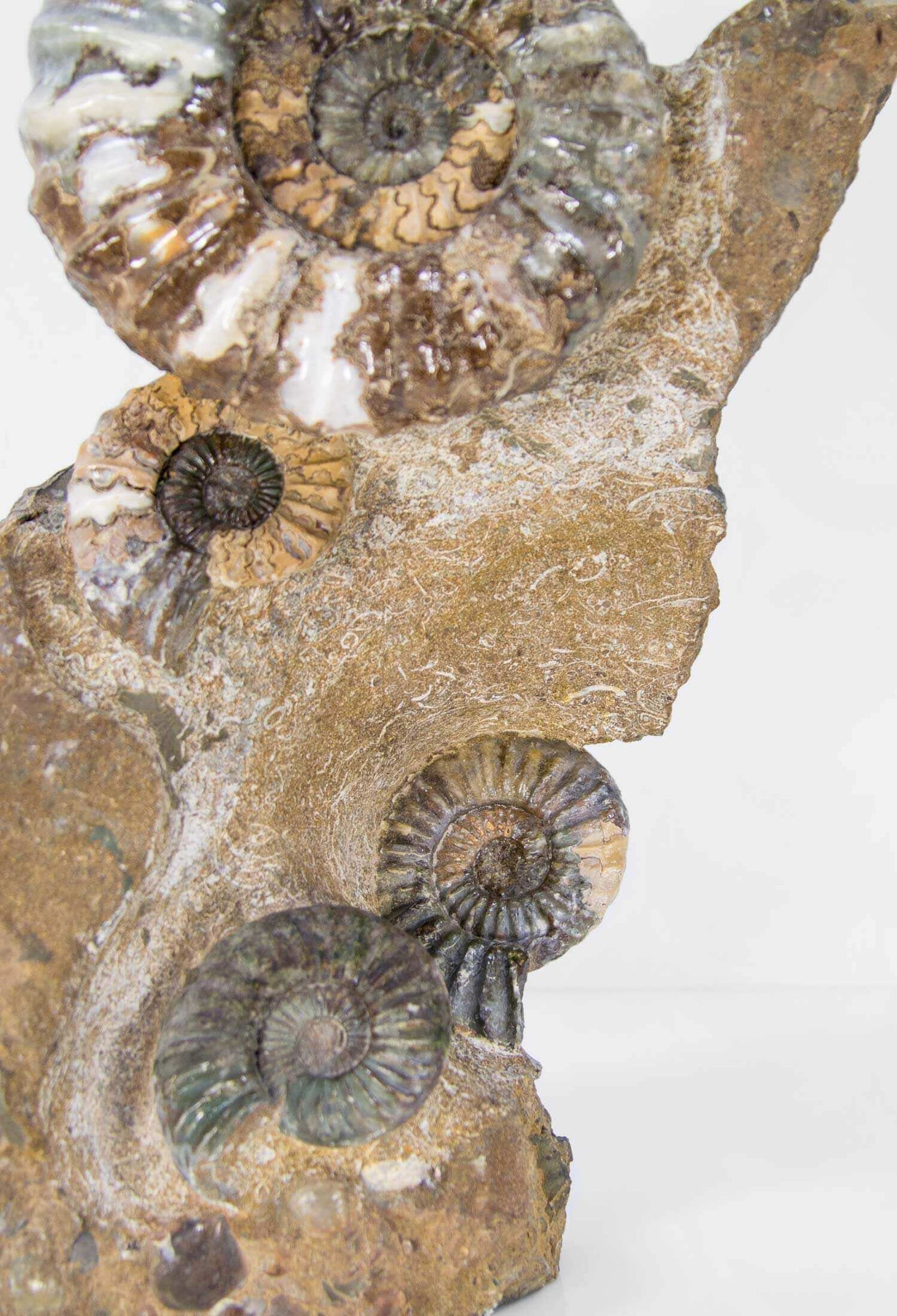 A beautiful British Aegasteroceras sagittarium fossil ammonite for sale in the original bedrock available at THE FOSSIL STORE