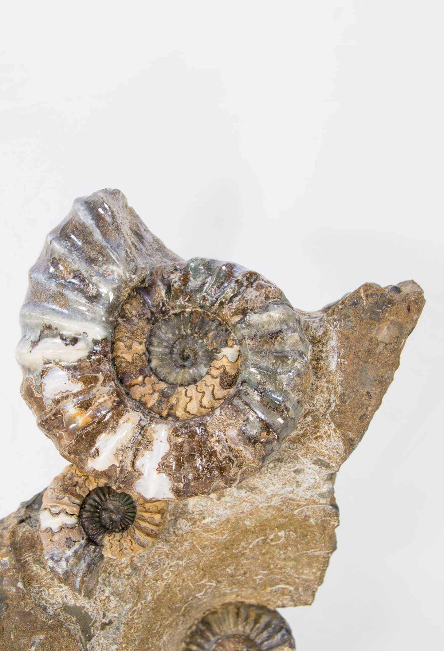 A beautiful British Aegasteroceras sagittarium fossil ammonite for sale in the original bedrock available at THE FOSSIL STORE