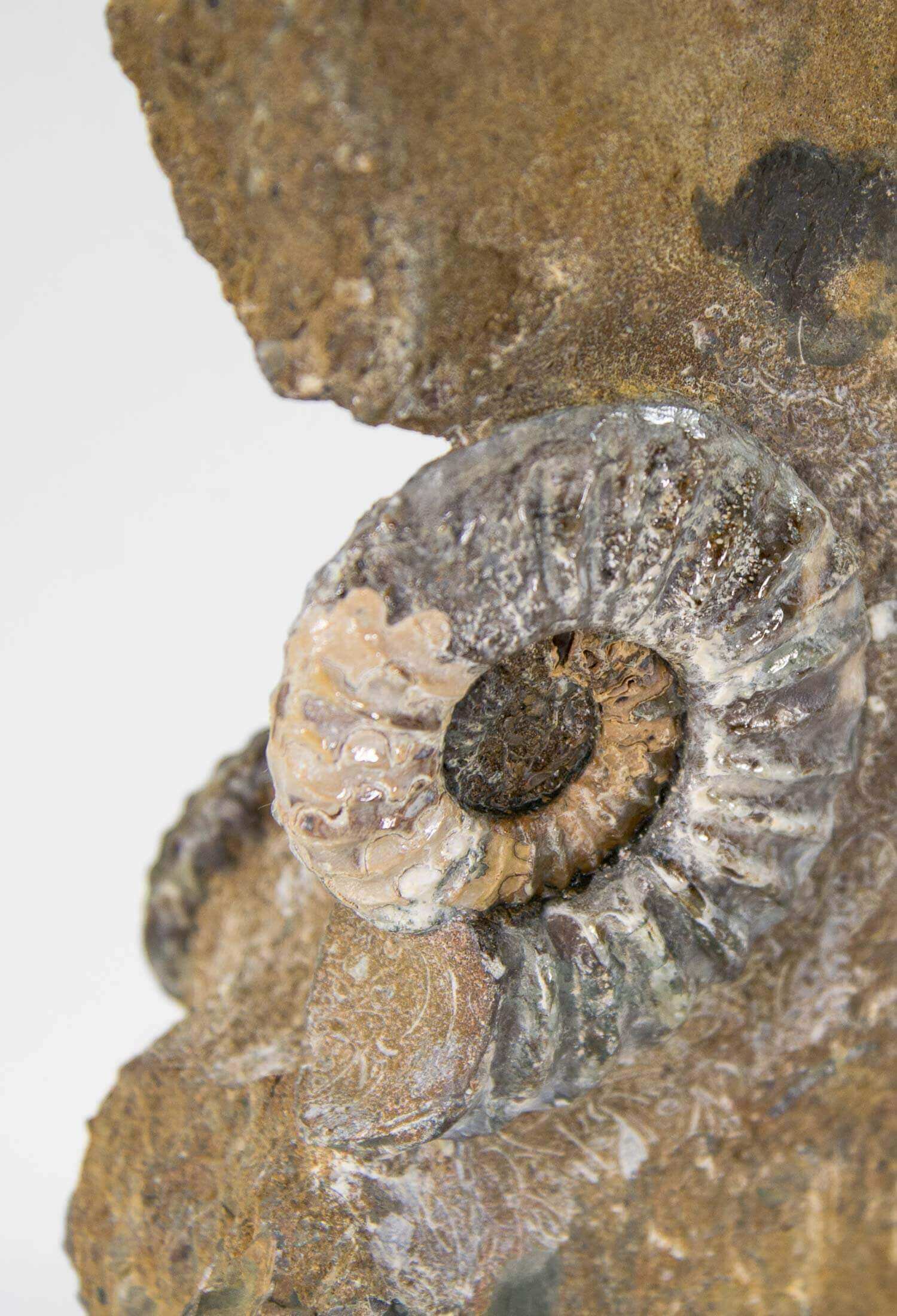 A beautiful British Aegasteroceras sagittarium fossil ammonite for sale in the original bedrock available at THE FOSSIL STORE