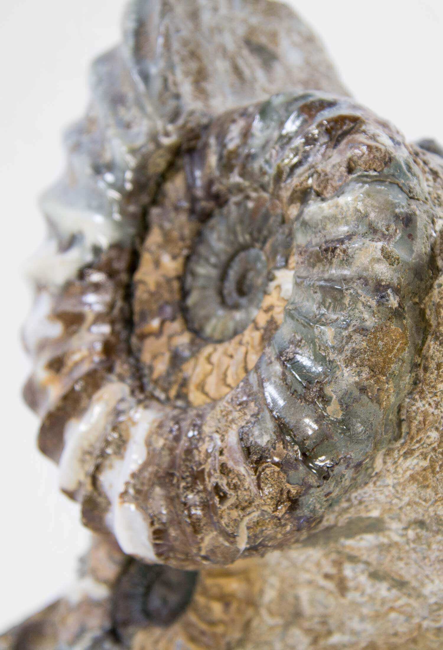 A beautiful British Aegasteroceras sagittarium fossil ammonite for sale in the original bedrock available at THE FOSSIL STORE