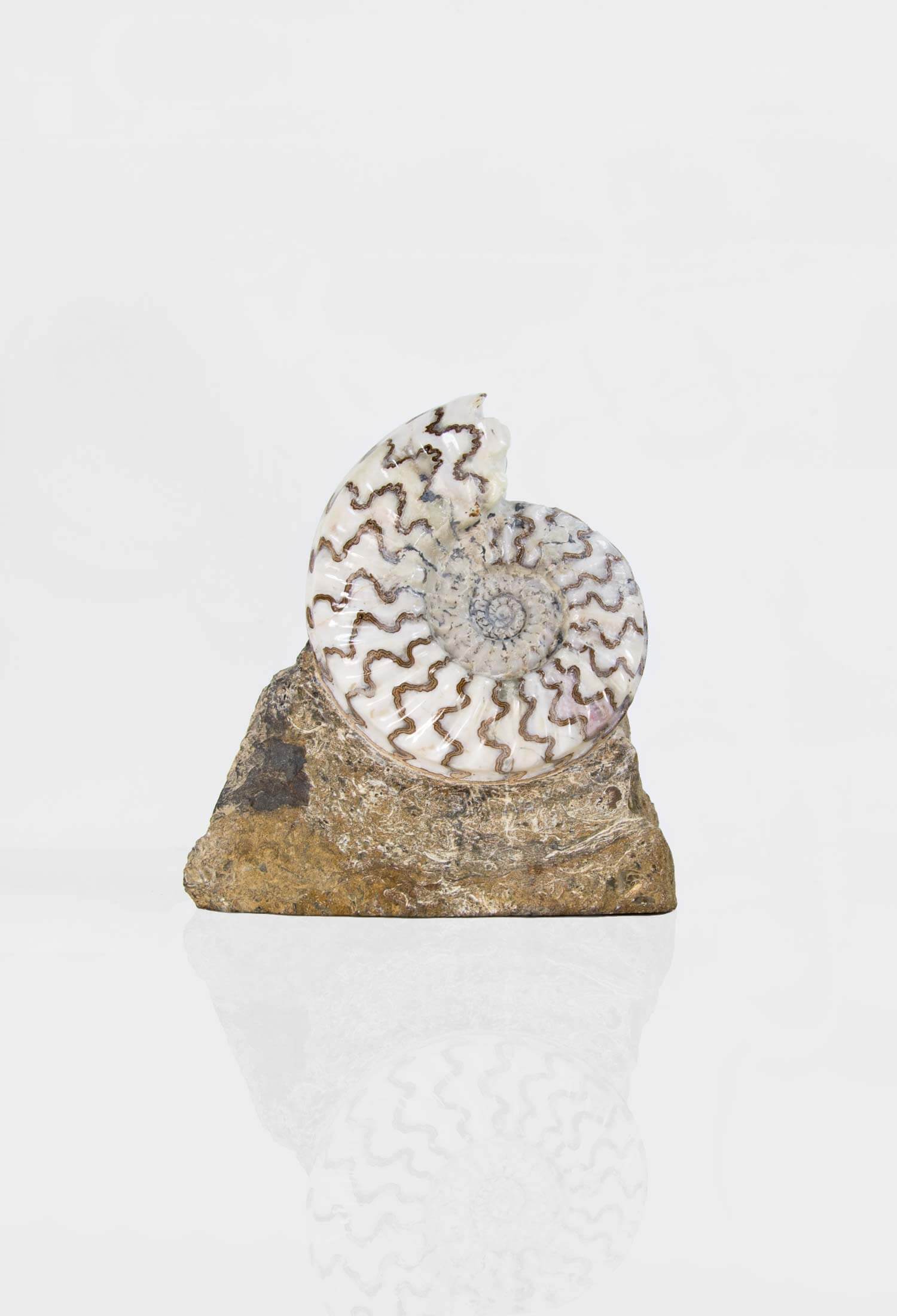 A fossil Asteroceras stellare ammonite for sale presented on a custom bronze stand measuring 190mm at THE FOSSIL STORE