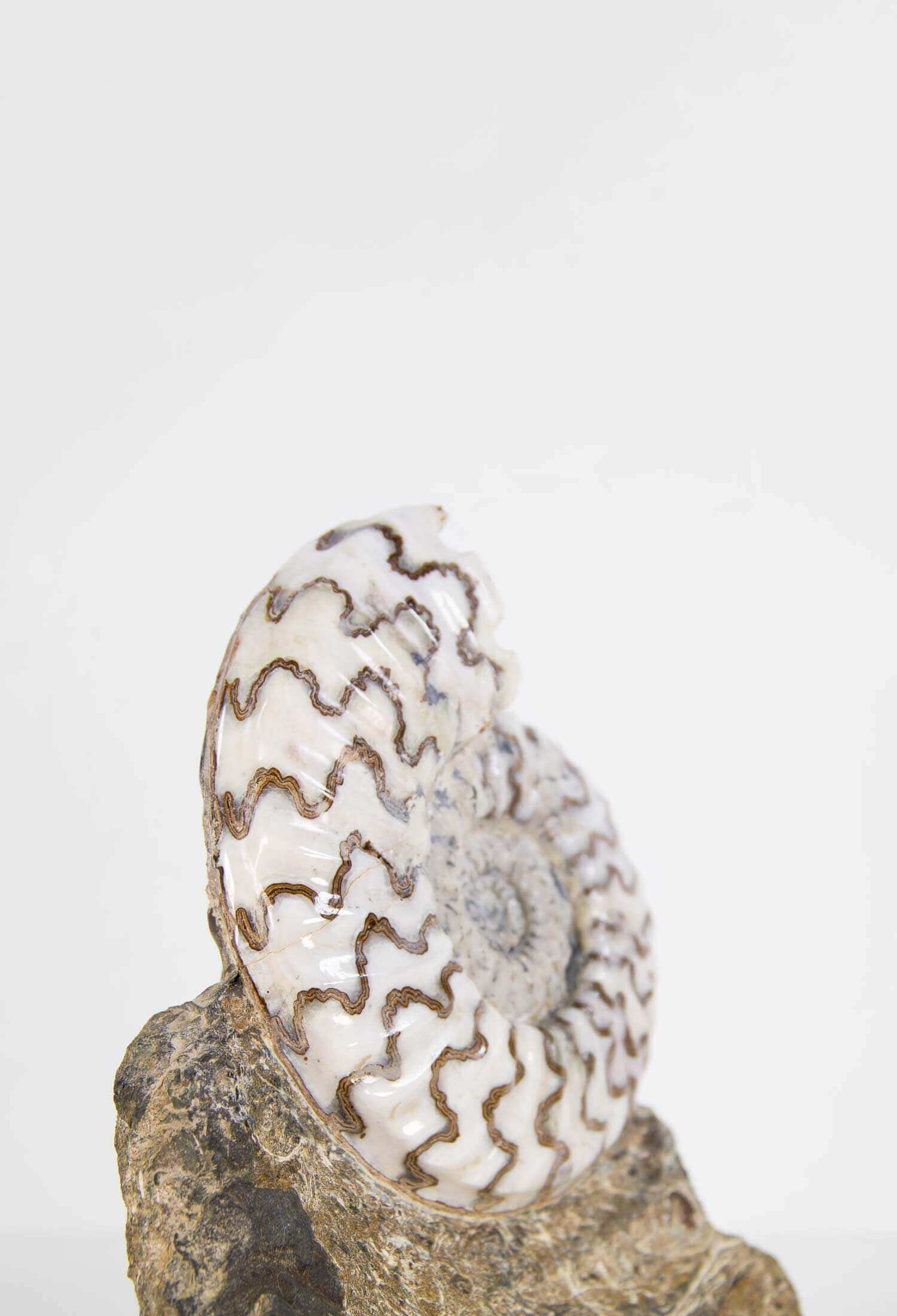 A fossil Asteroceras stellare ammonite for sale presented on a custom bronze stand measuring 190mm at THE FOSSIL STORE