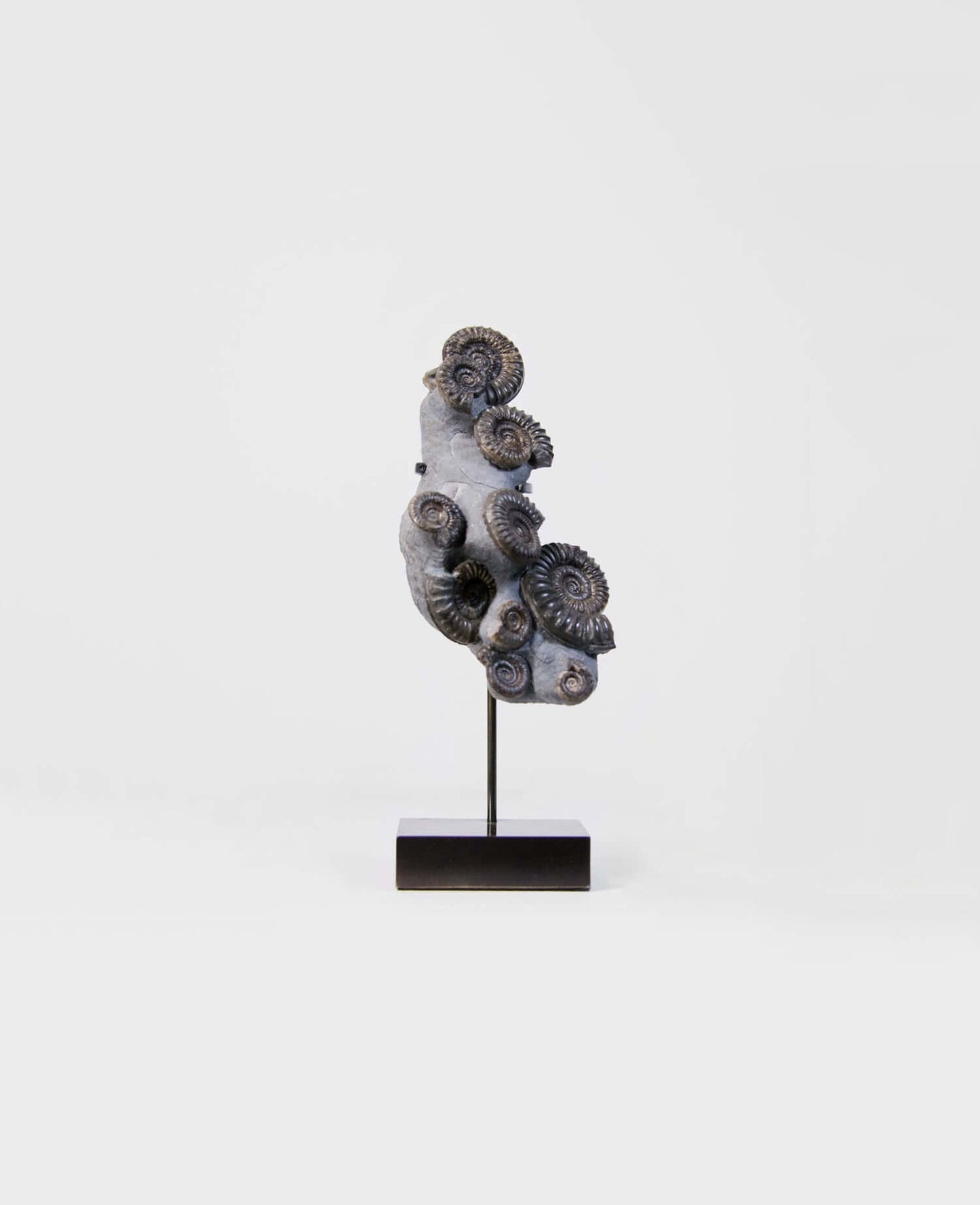 A Museum-quality Arnioceras semicelatum ammonite fossil for sale presented on a custom designed AES Bronze stand series