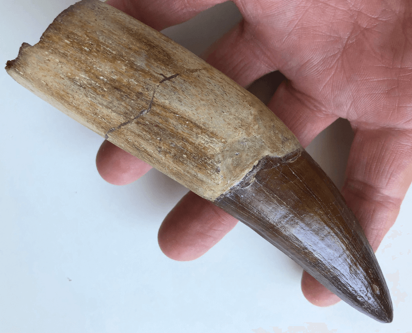 spinosaurus tooth in hand at the fossil store