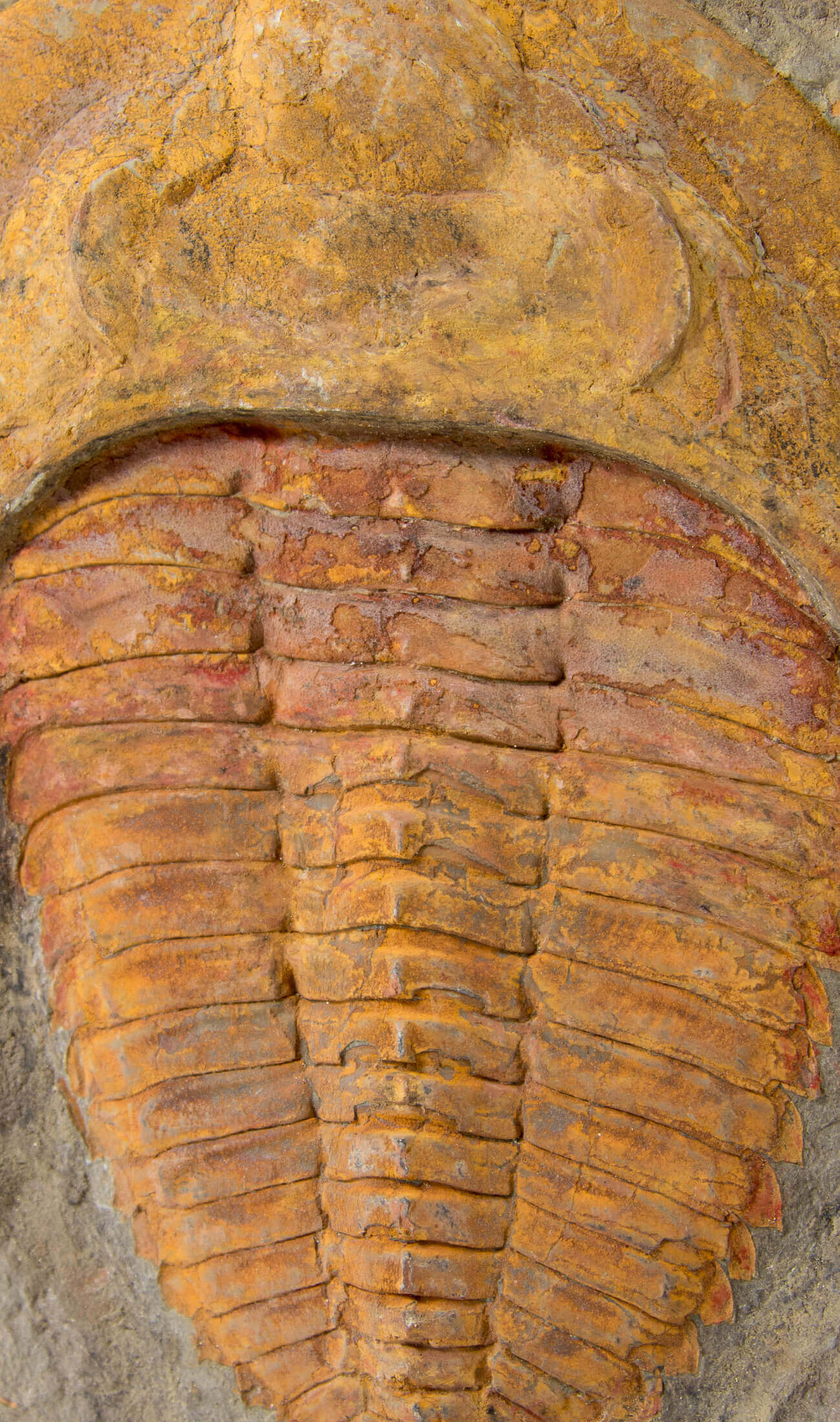 A great fossil cambropallas trilobite for sale on a custom stand for interior display 10