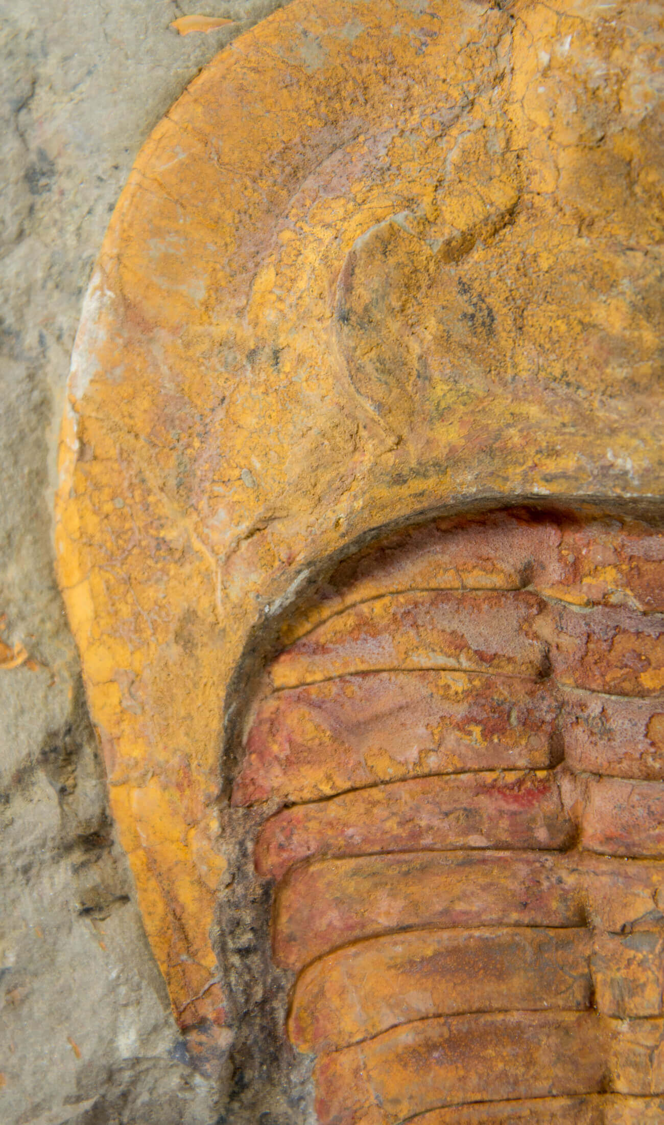 A great fossil cambropallas trilobite for sale on a custom stand for interior display 11