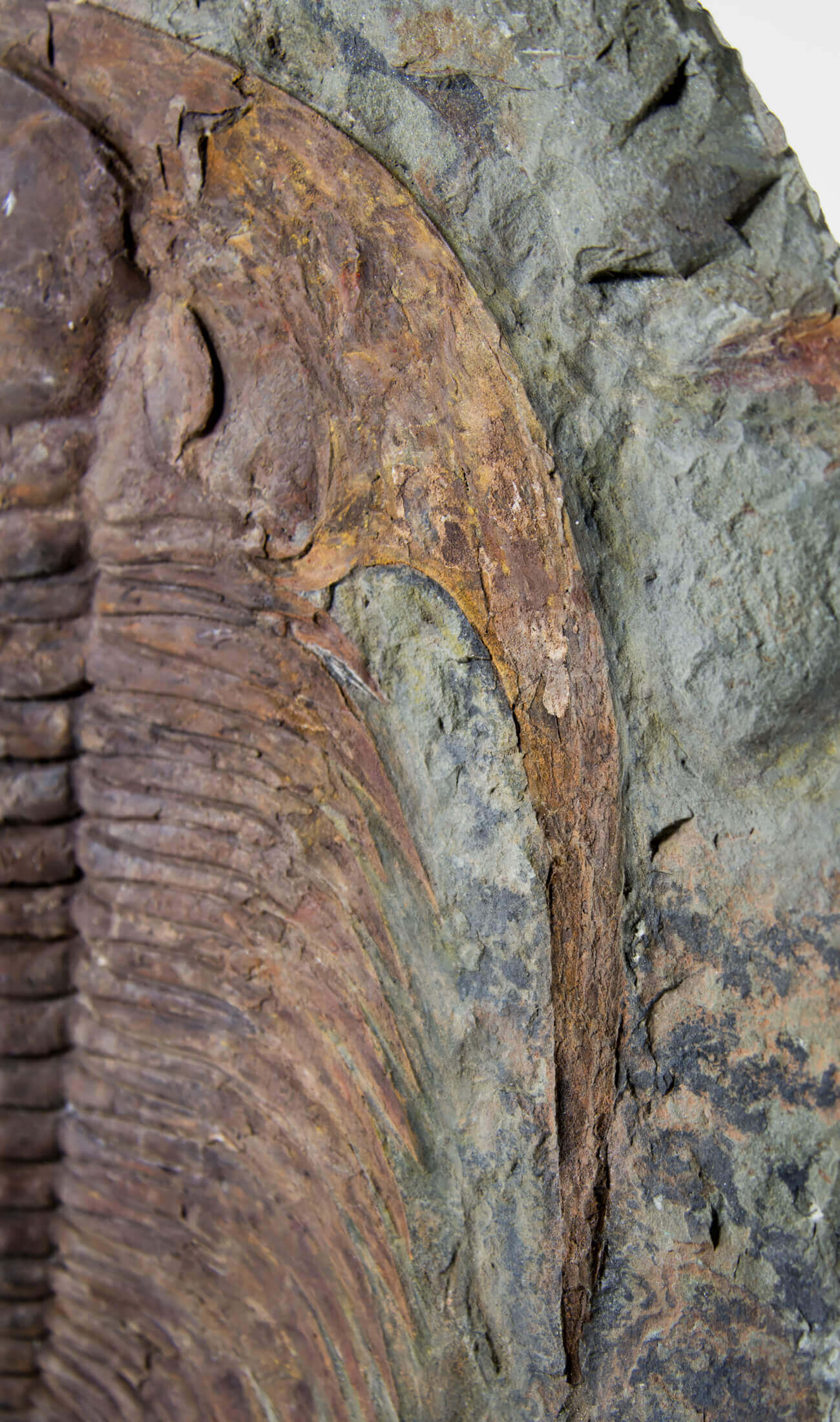 A great fossil cambropallas trilobite for sale on a custom stand for interior display 31