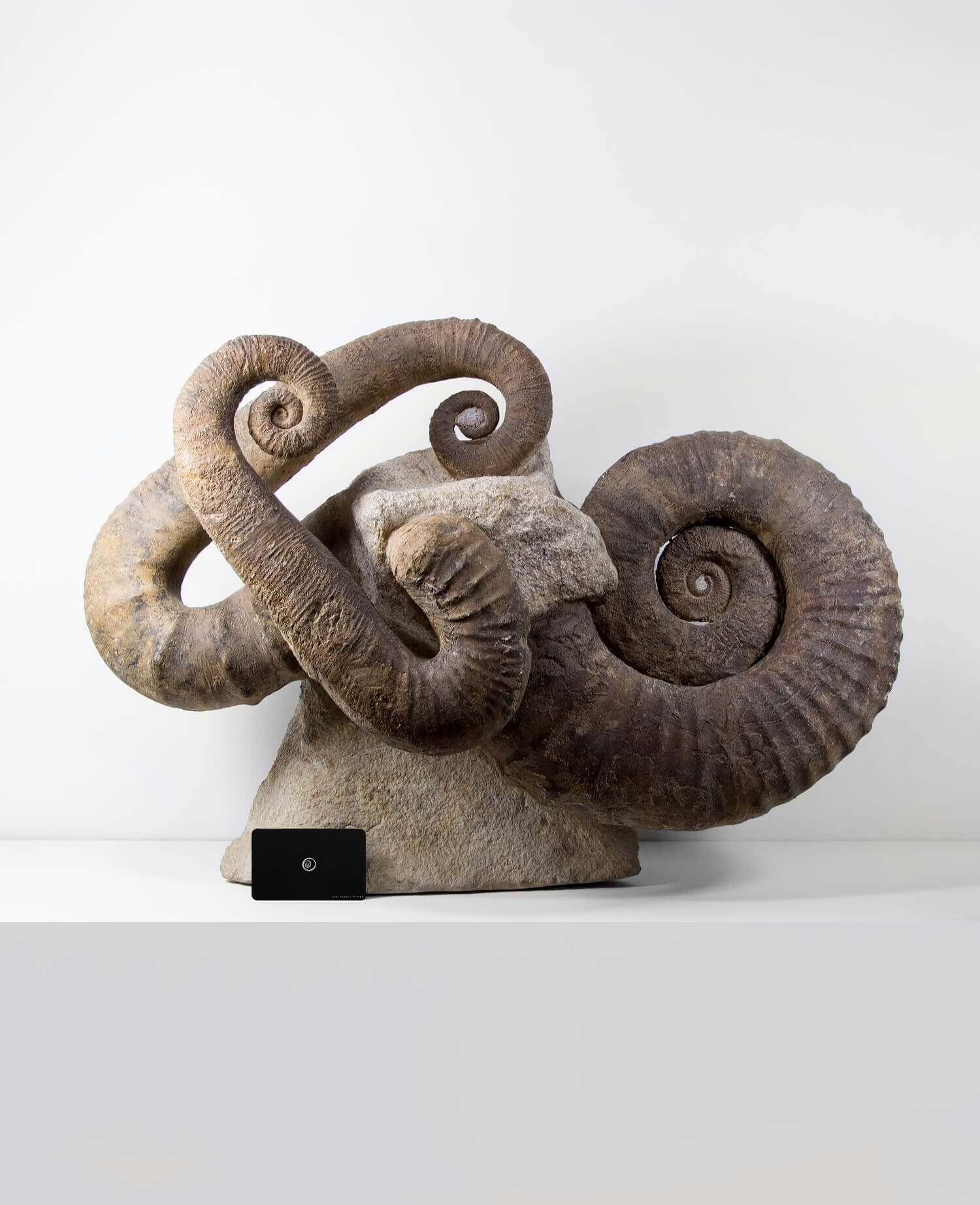 A superb Emericiceras barremense and two Ancyloceras heteromorph ammonites measuring an overall length of 2.3ft