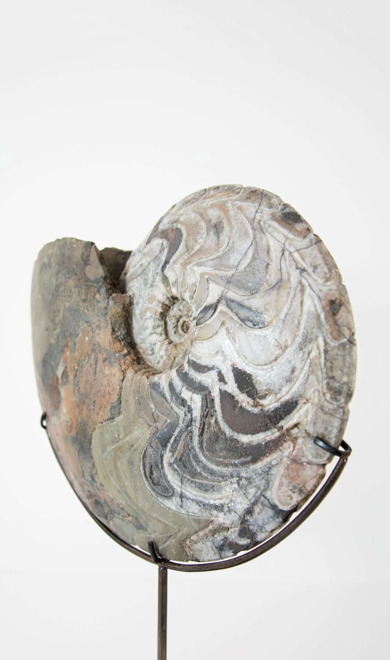 Museum quality fossil Manticoceras goniatite for sale presented on our custom designed AES bronze stand measuring 330mm