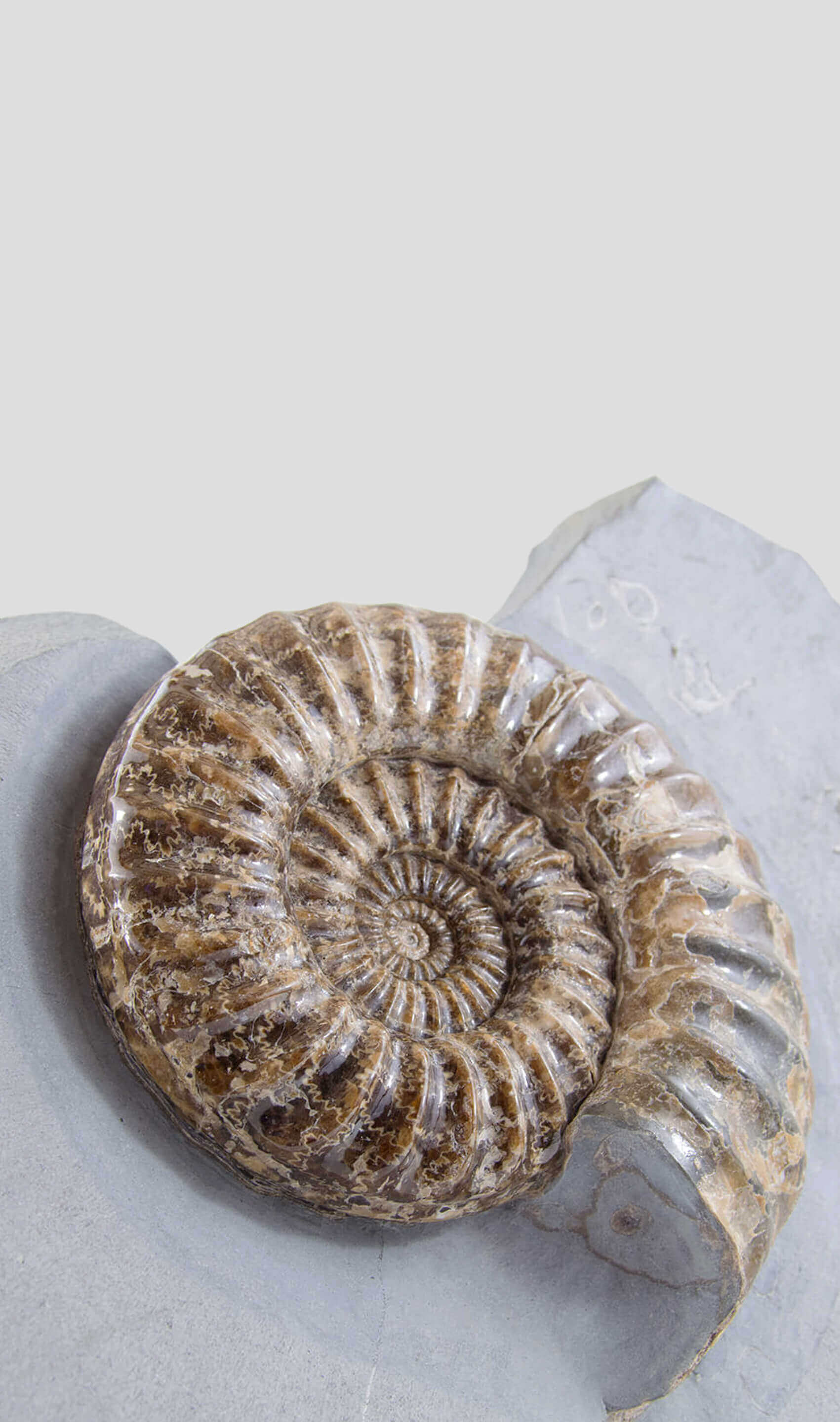 Ancient fossil Asteroceras ammonite for sale 96