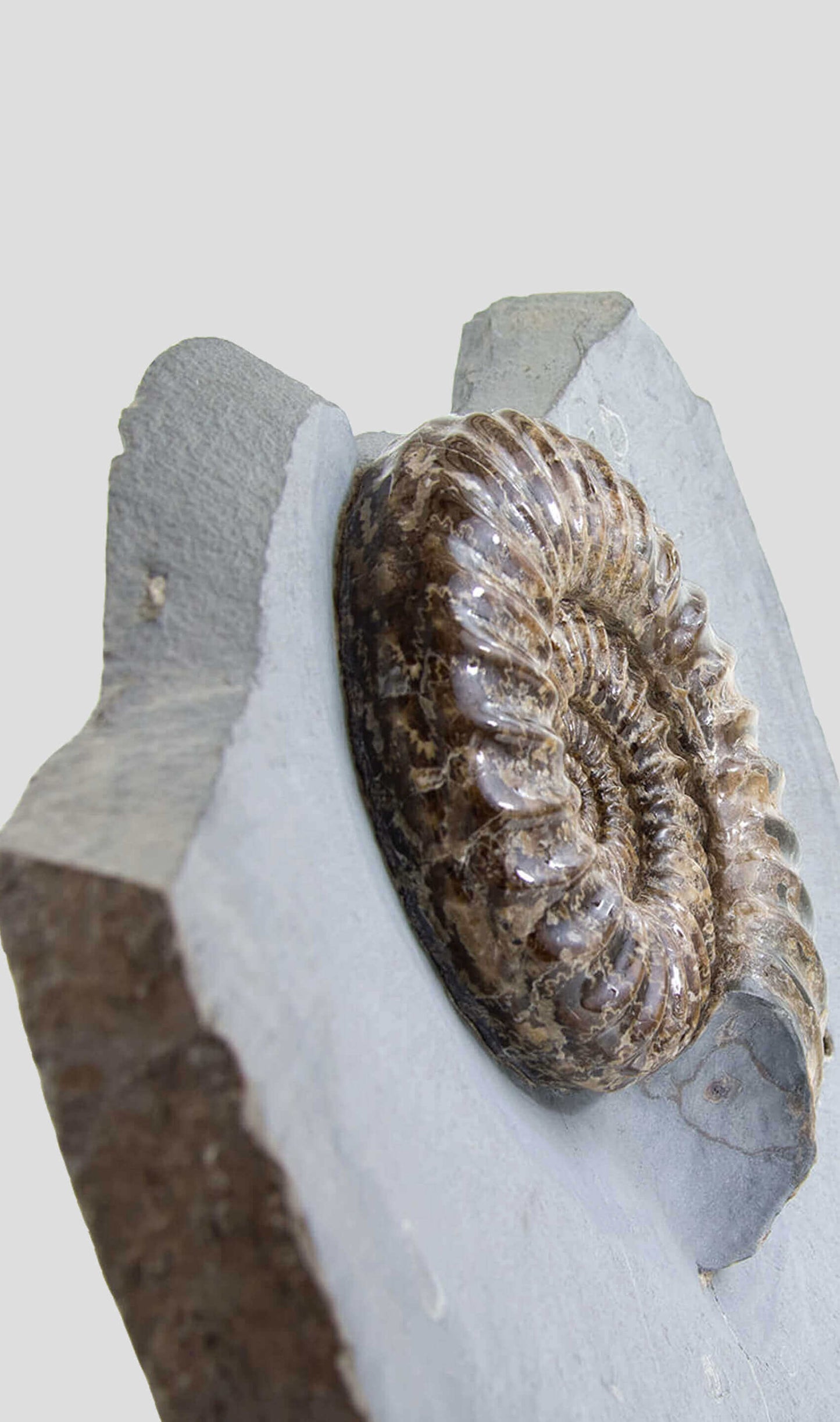 Ancient fossil Asteroceras ammonite for sale 98