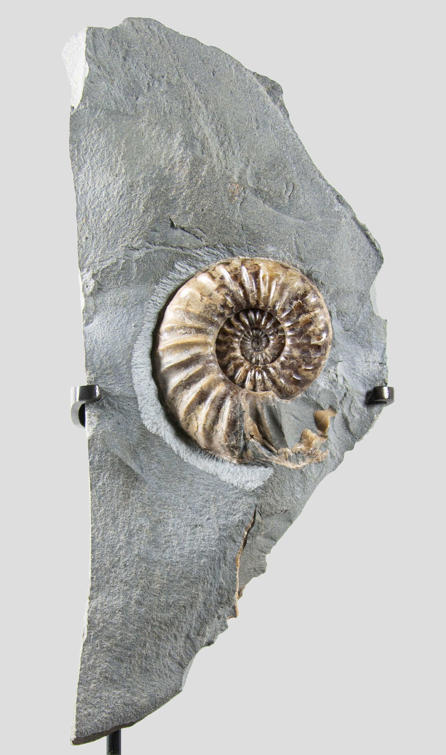 A beautiful asteroceras ammonite for sale on a custom bronze stand 12