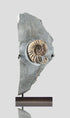 A beautiful asteroceras ammonite for sale on a custom bronze stand 11