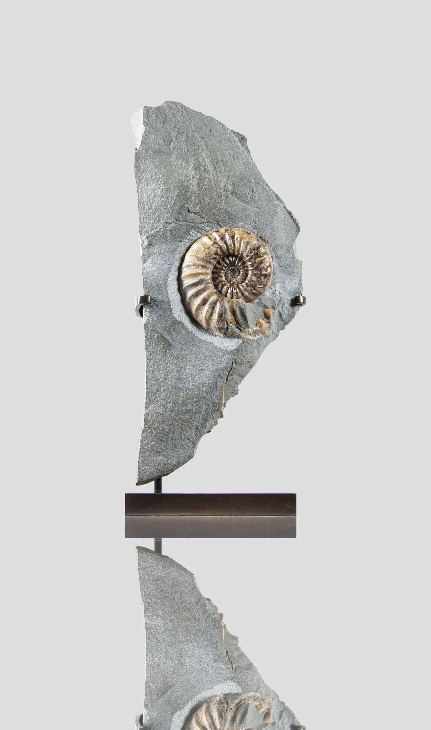 A beautiful asteroceras ammonite for sale on a custom bronze stand 10