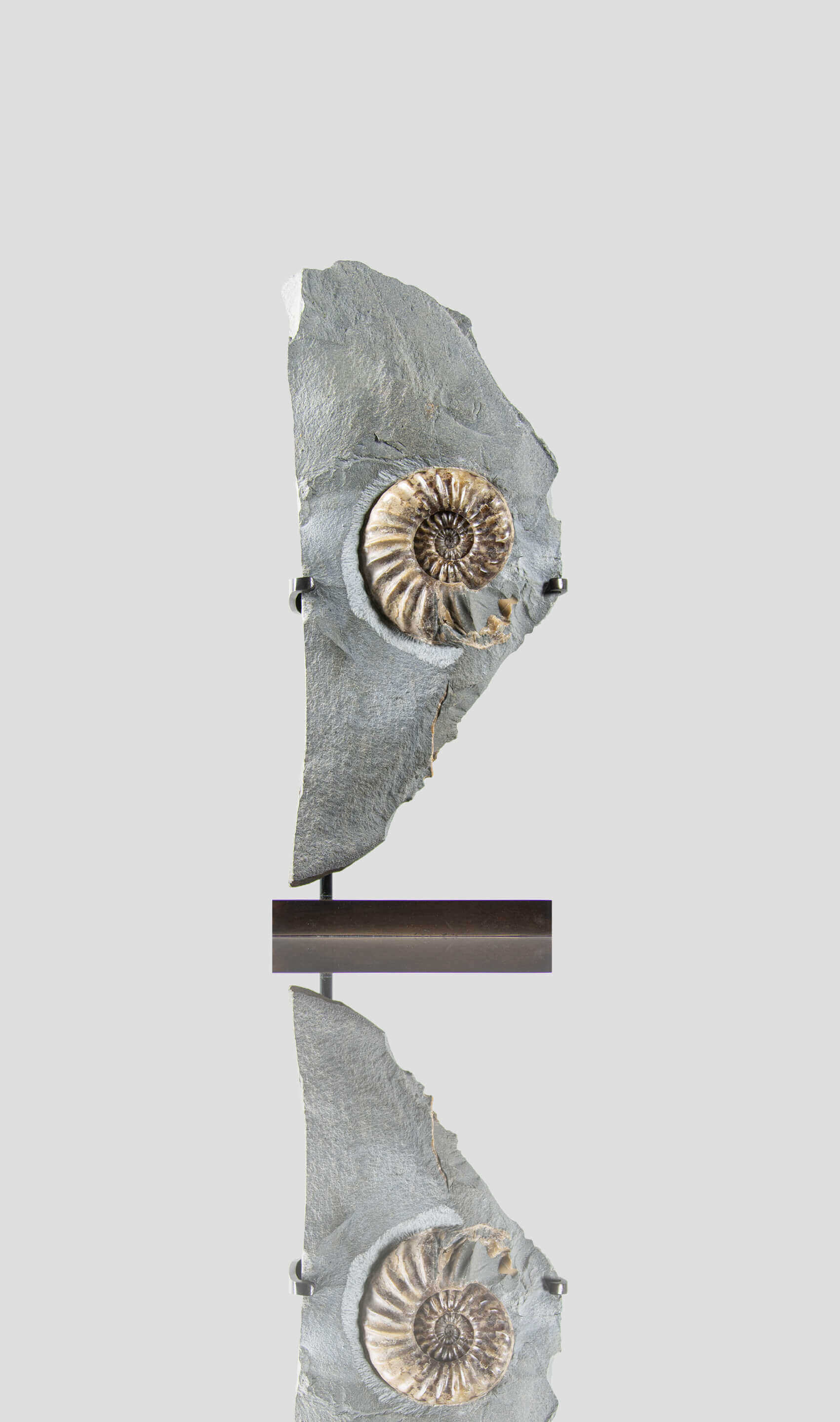 A beautiful asteroceras ammonite for sale on a custom bronze stand 9