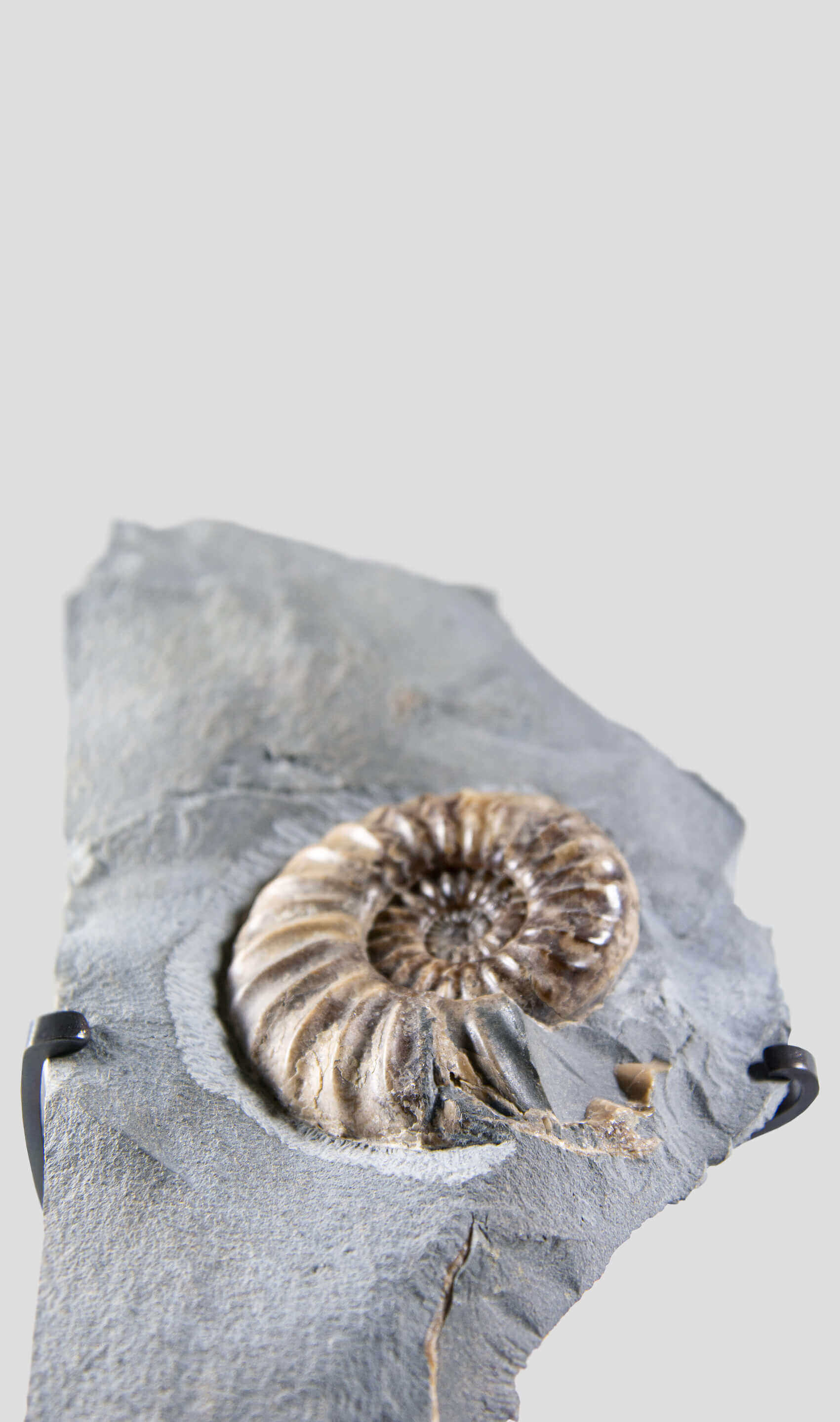 A beautiful asteroceras ammonite for sale on a custom bronze stand 8