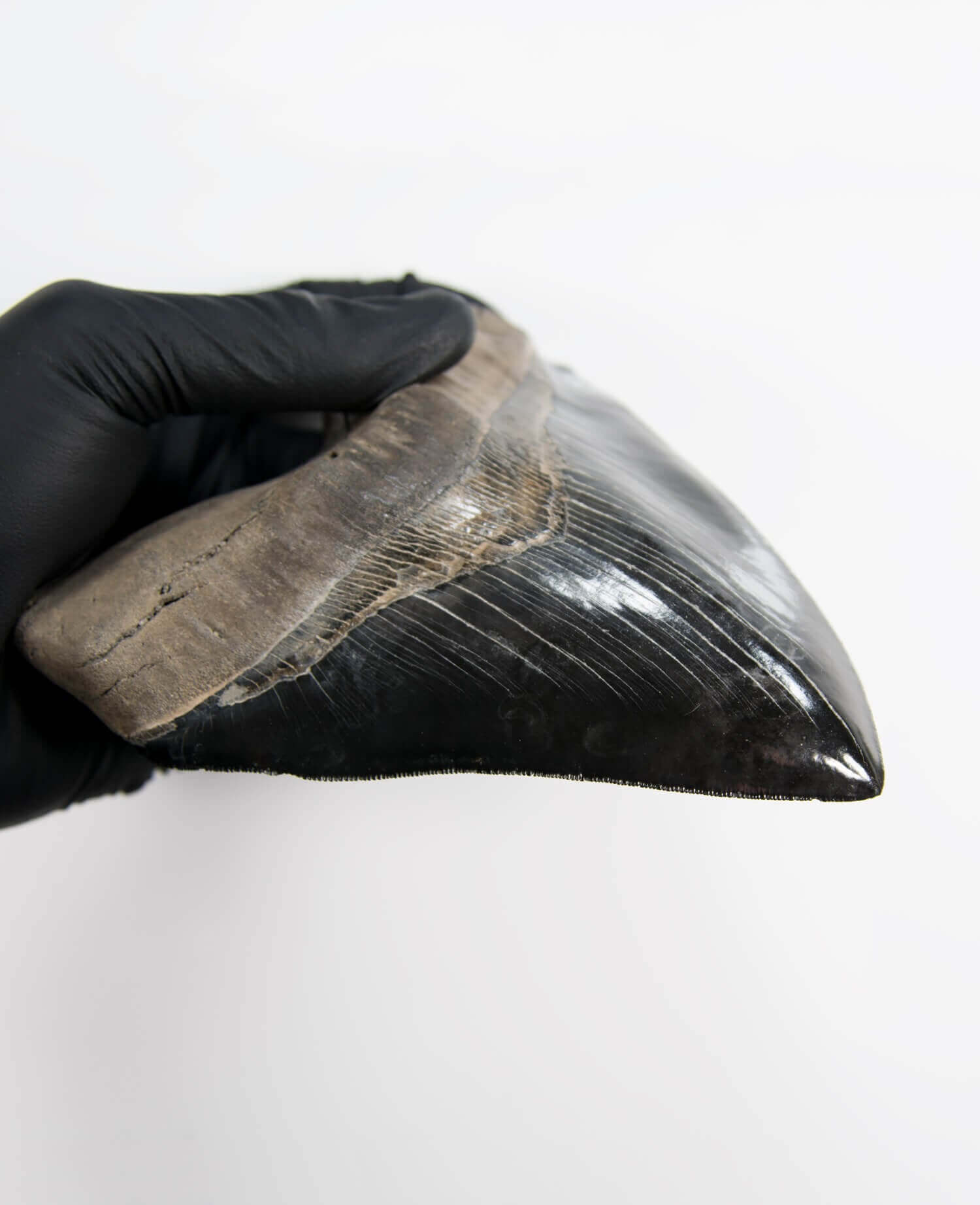 A stunning museum-standard rare fossil Megalodon carcharodon shark tooth for sale on a bronze stand measuring 6 inches