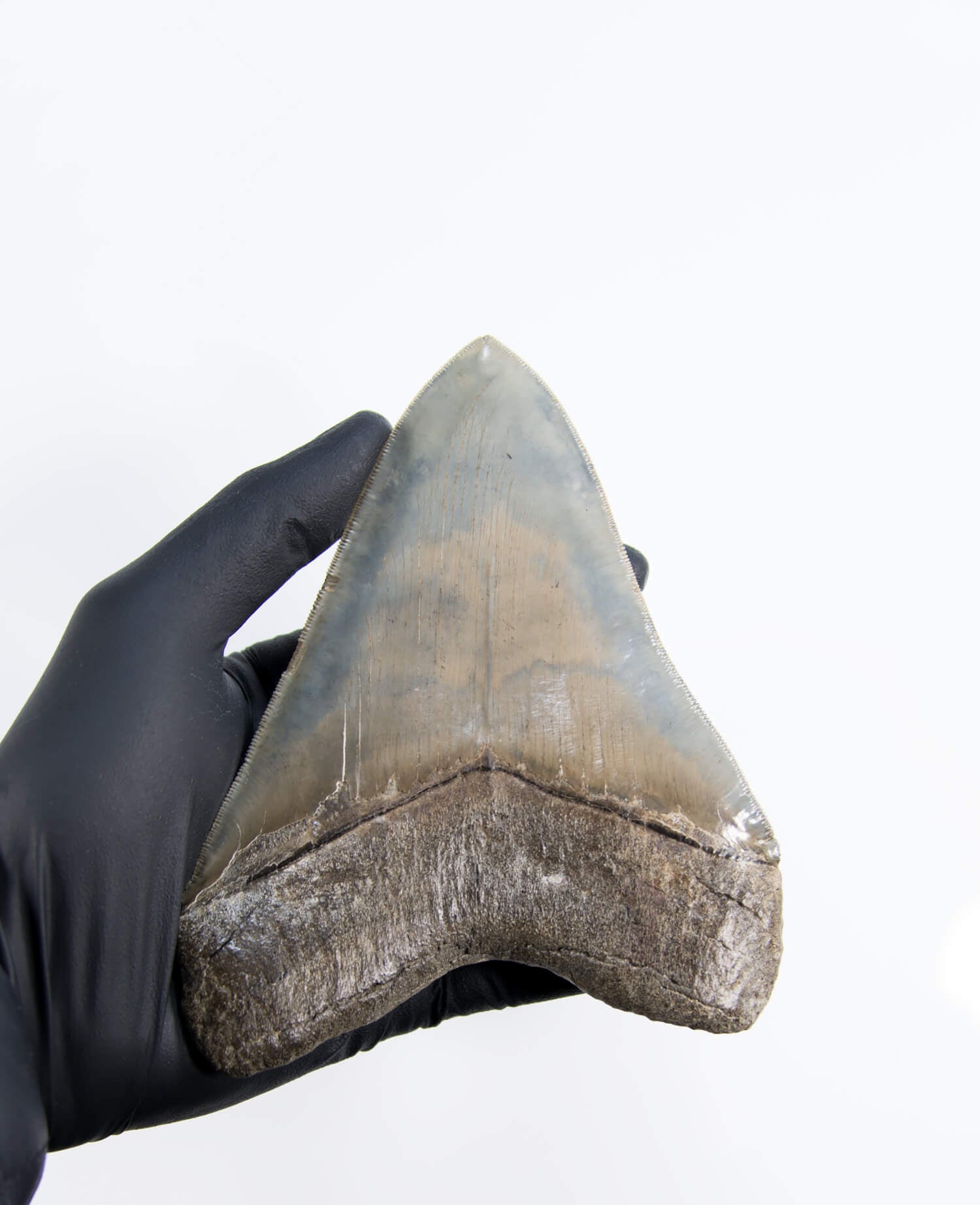 A stunning museum-standard rare fossil Megalodon carcharodon shark tooth for sale on a bronze stand measuring 5.99 inches