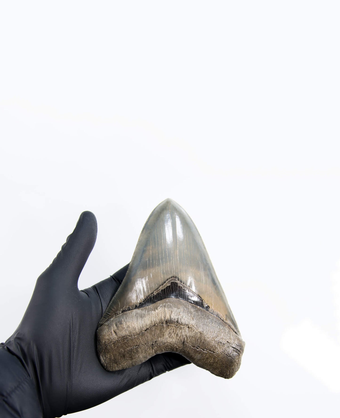 A stunning museum-standard rare fossil Megalodon carcharodon shark tooth for sale on a bronze stand measuring 5.99 inches