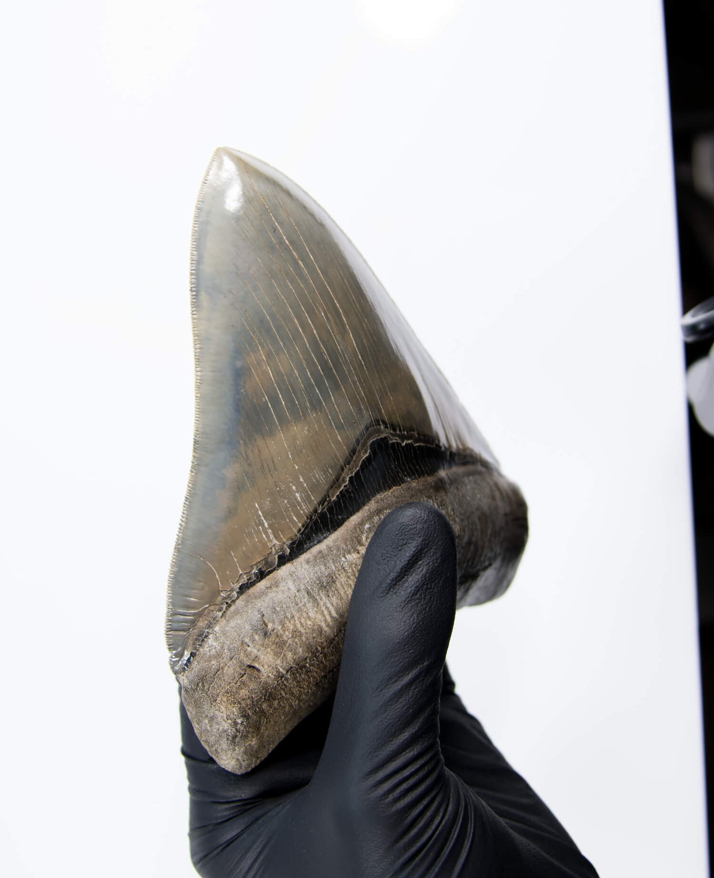 A stunning museum-standard rare fossil Megalodon carcharodon shark tooth for sale on a bronze stand measuring 5.99 inches