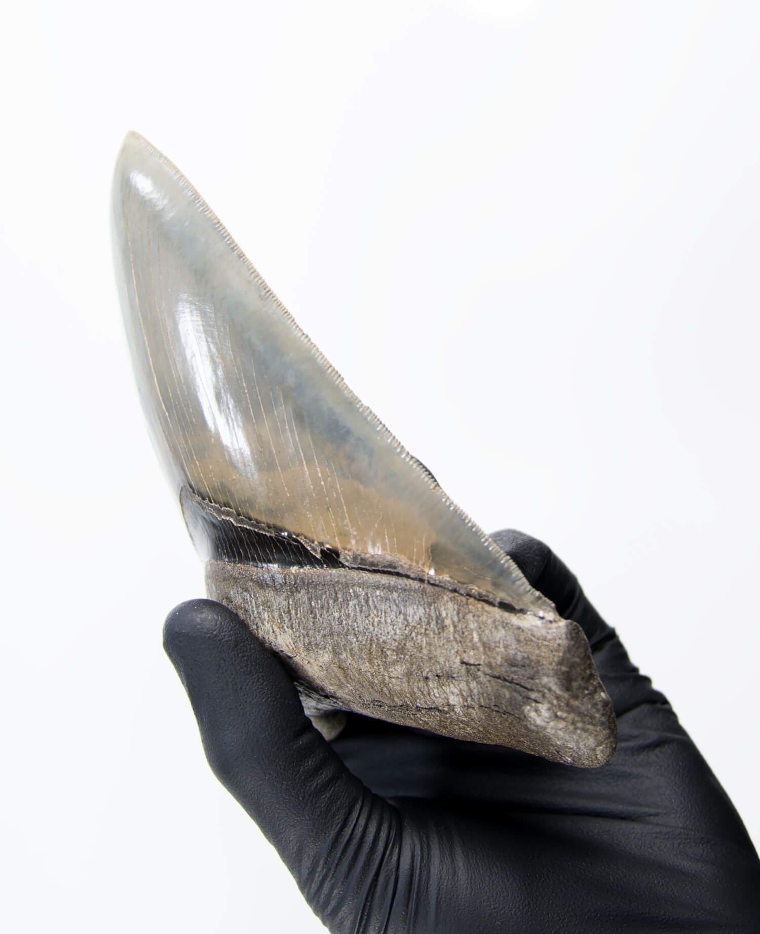 A stunning museum-standard rare fossil Megalodon carcharodon shark tooth for sale on a bronze stand measuring 5.99 inches