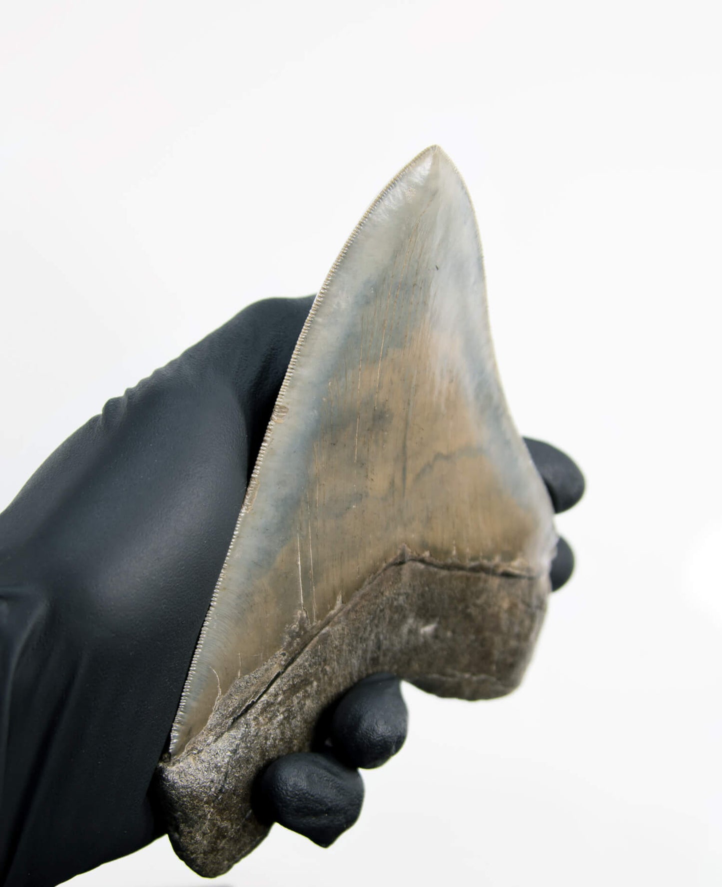 A stunning museum-standard rare fossil Megalodon carcharodon shark tooth for sale on a bronze stand measuring 5.99 inches